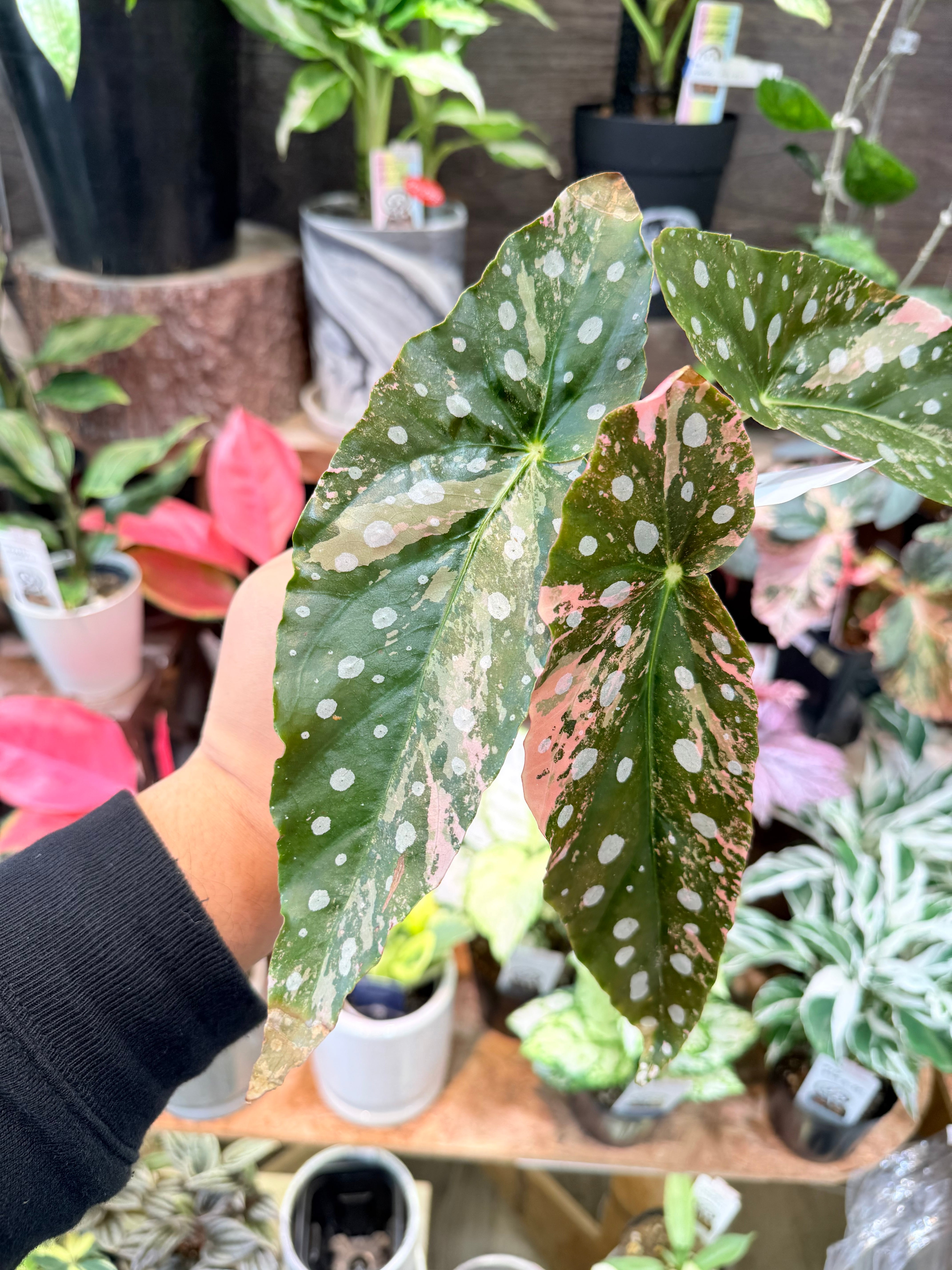 希少！ ベゴニア マクラータ ピンク斑入り pink variegated | Garden