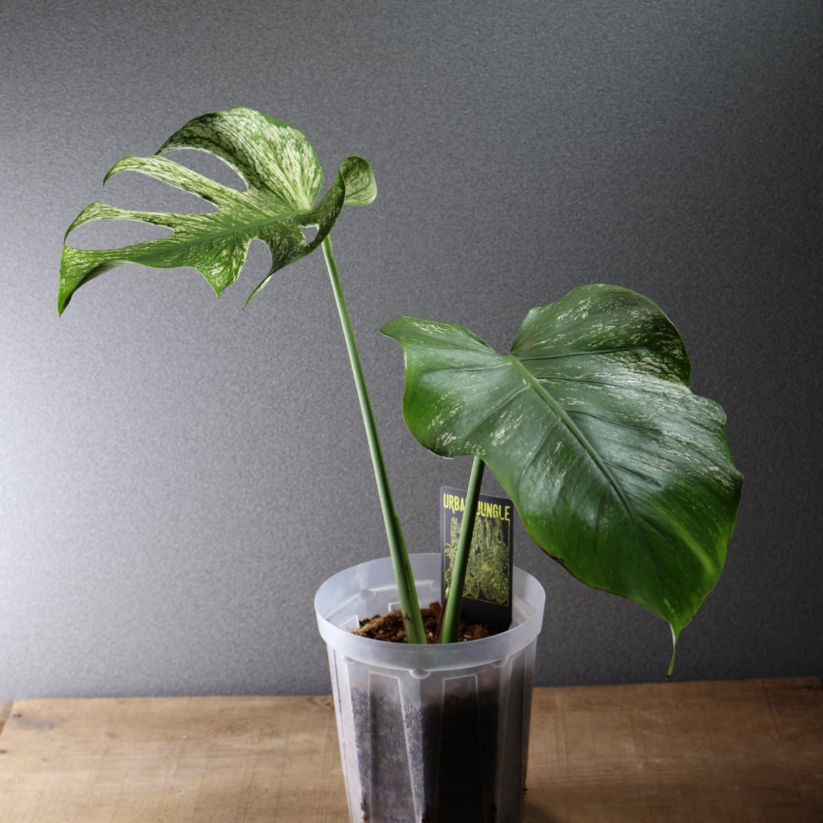 536『モンステラ デビルモンスター』観葉植物【送料無料】 | MARX