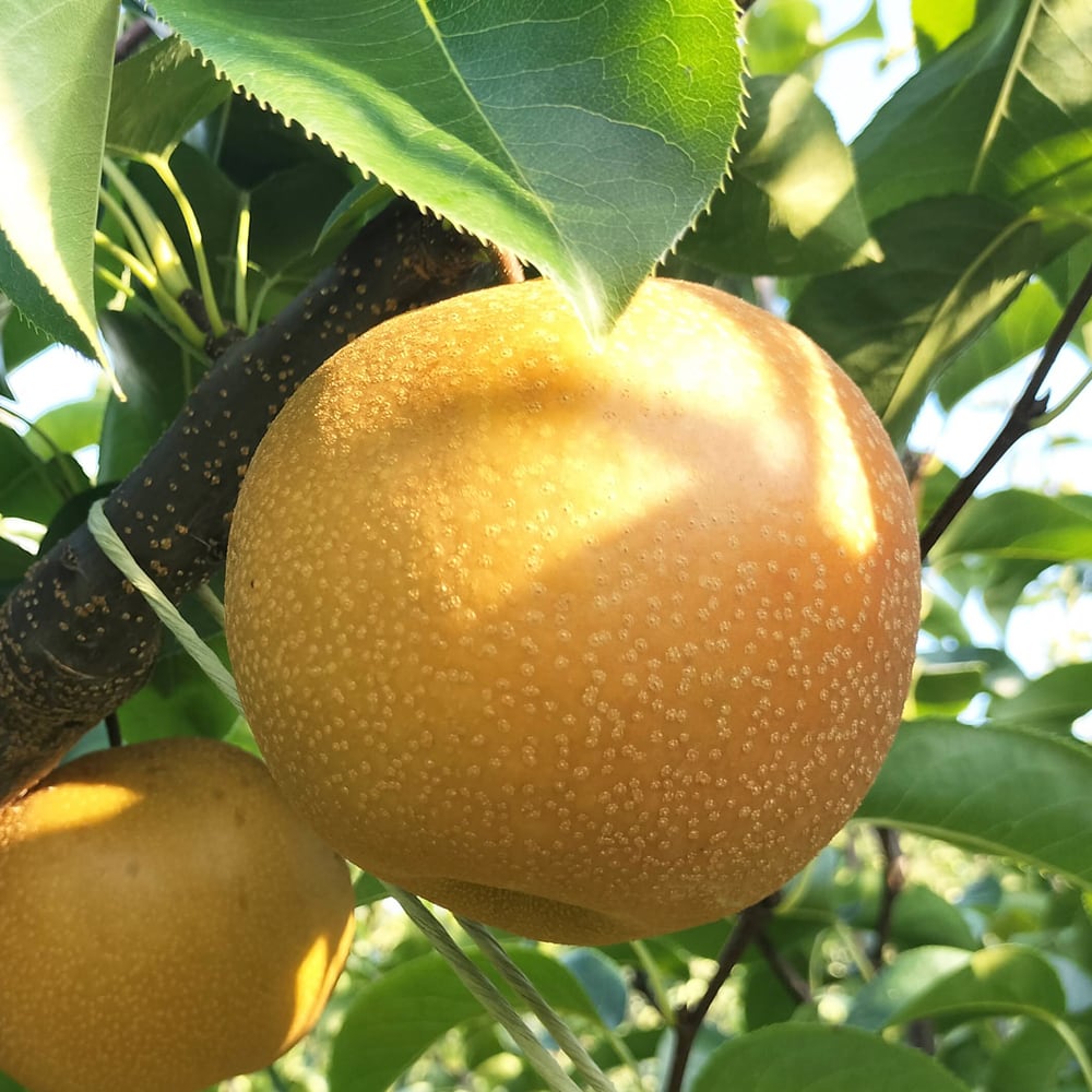 箱詰め】豊水梨ギフトセット（9月上旬～9月下旬） | 豊楽園 -ほうらくえん-