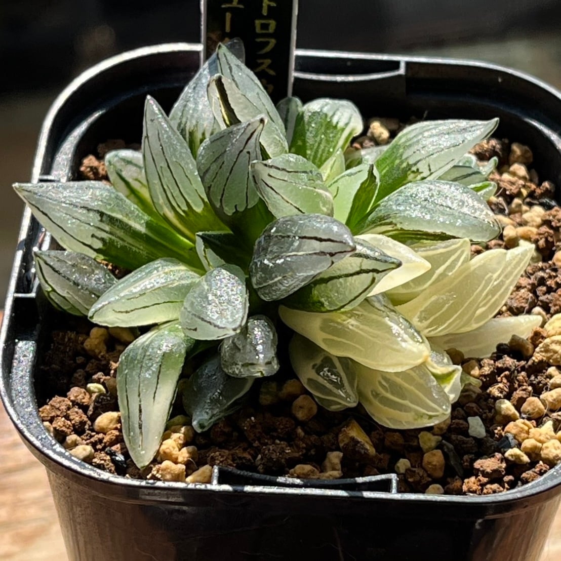 ハオルチア アトロフスカミュータント錦 ハオルチア アトロフスカミュータント錦 | mocono_plants