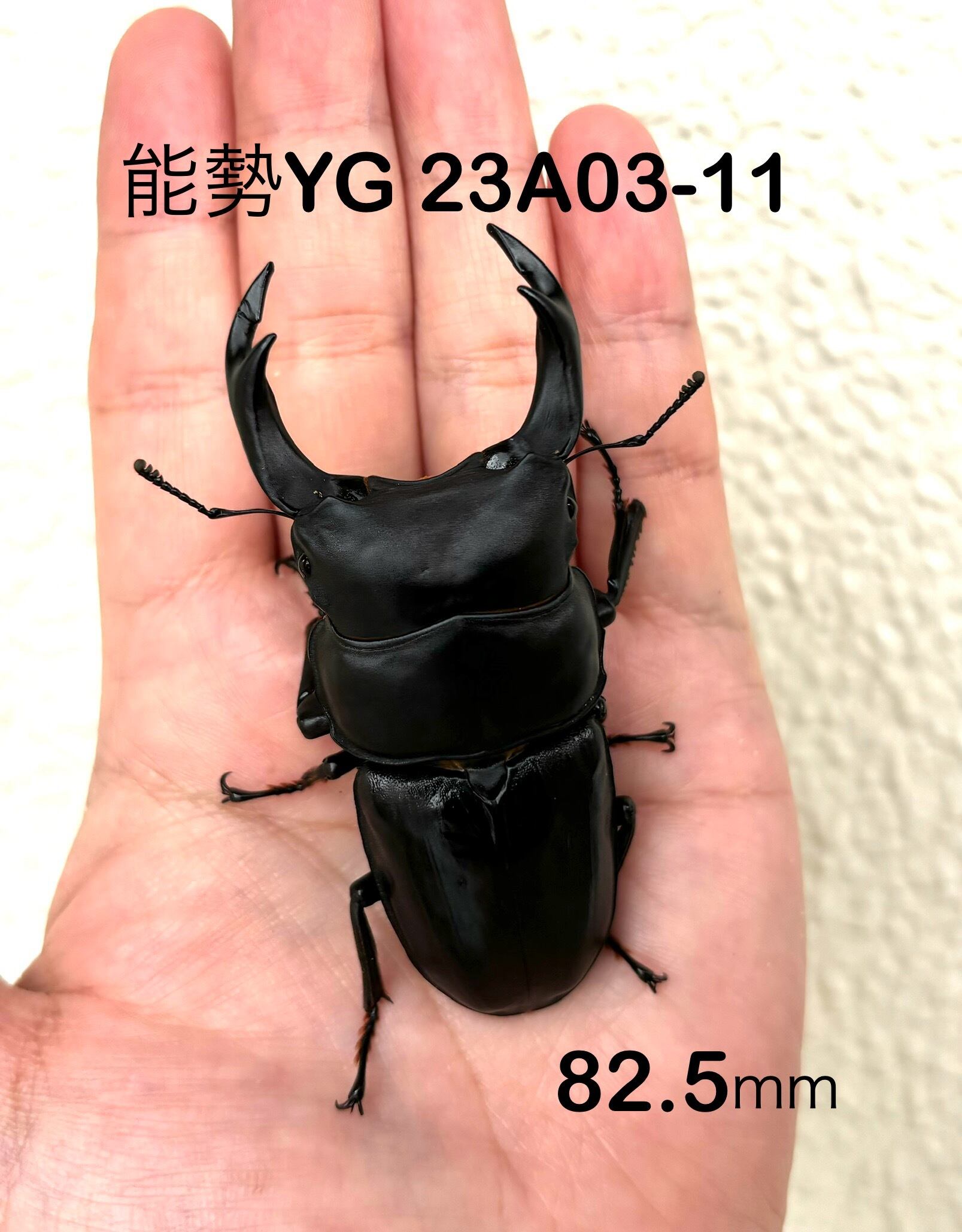 新成虫‼️‼️値下げ 国産オオクワガタ♀2 （能勢YG血統）国産 
