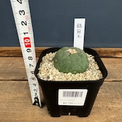 サボテン ロフォフォラ 銀冠玉【982】