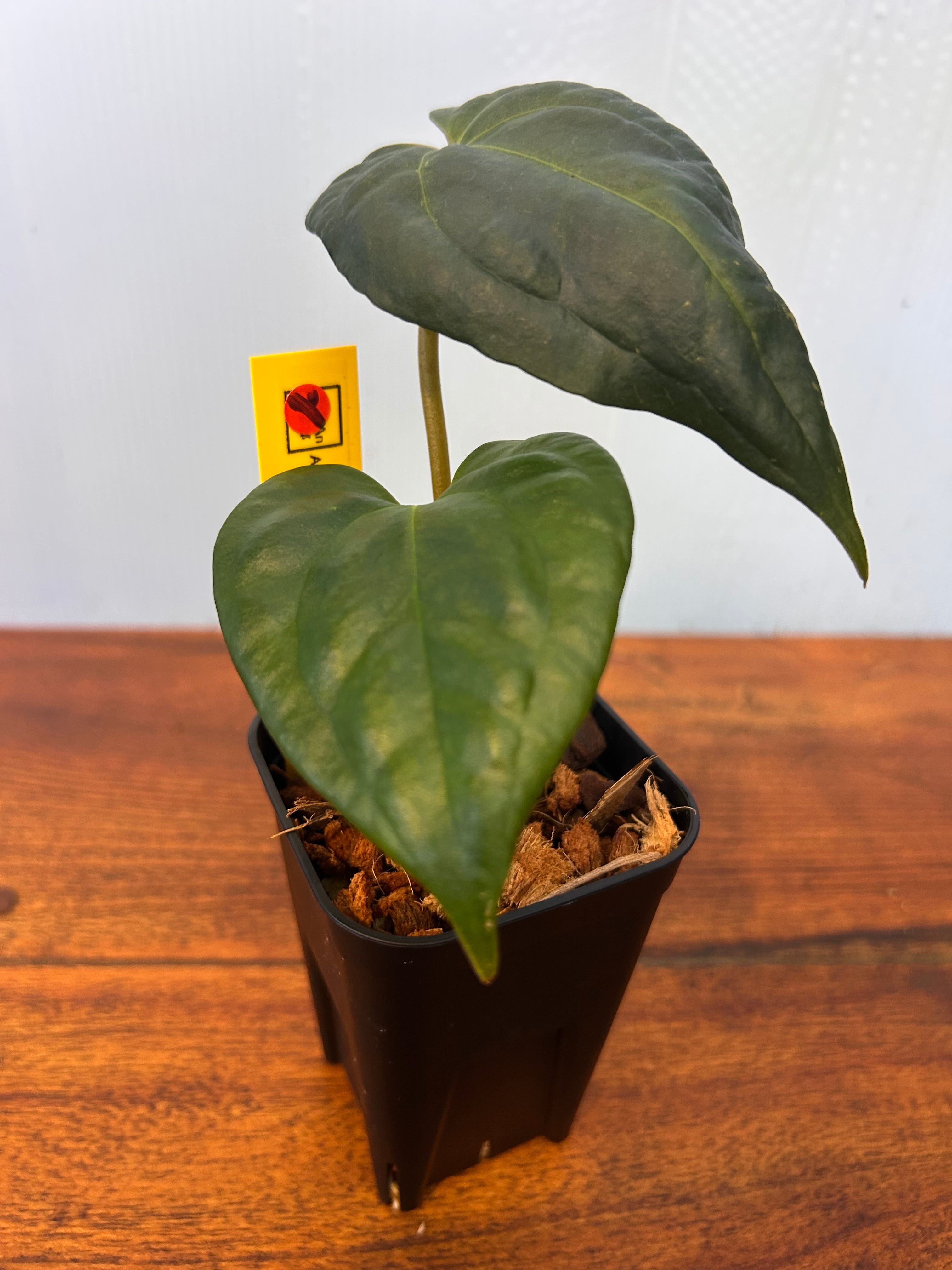 Anthurium | BALI-AN 園芸