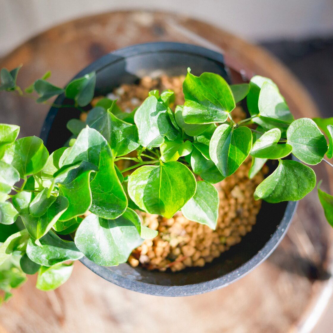 アフリカ亀甲竜 ディオスコレア 塊根植物 大株 