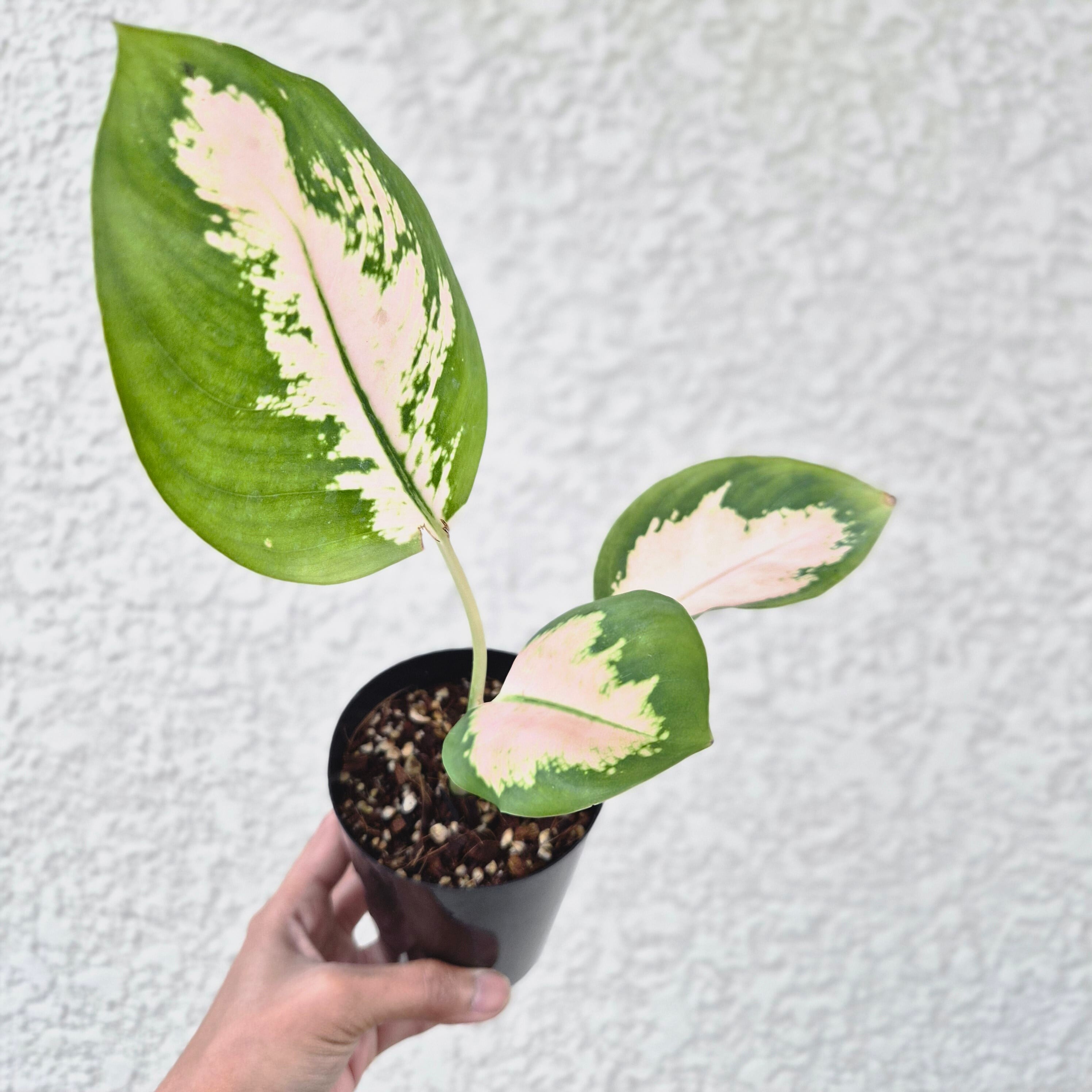 《Aglaonema Cochin Peach》アグラオネマコーチンピーチ 観葉植物 /ポット発送