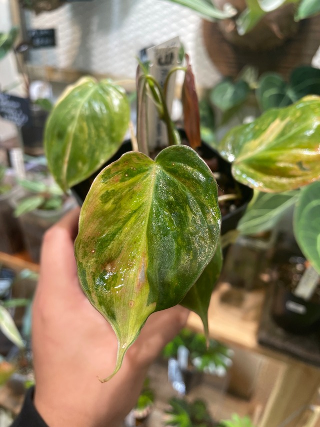 観葉植物 希少 【フィロデンドロン ホイップル ウェイ ミント 