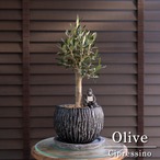 Olive 幹太 オリーブの木 Cipressino シプレッシーノ 5号 盆栽 オリーブ 陶器鉢 1227BK