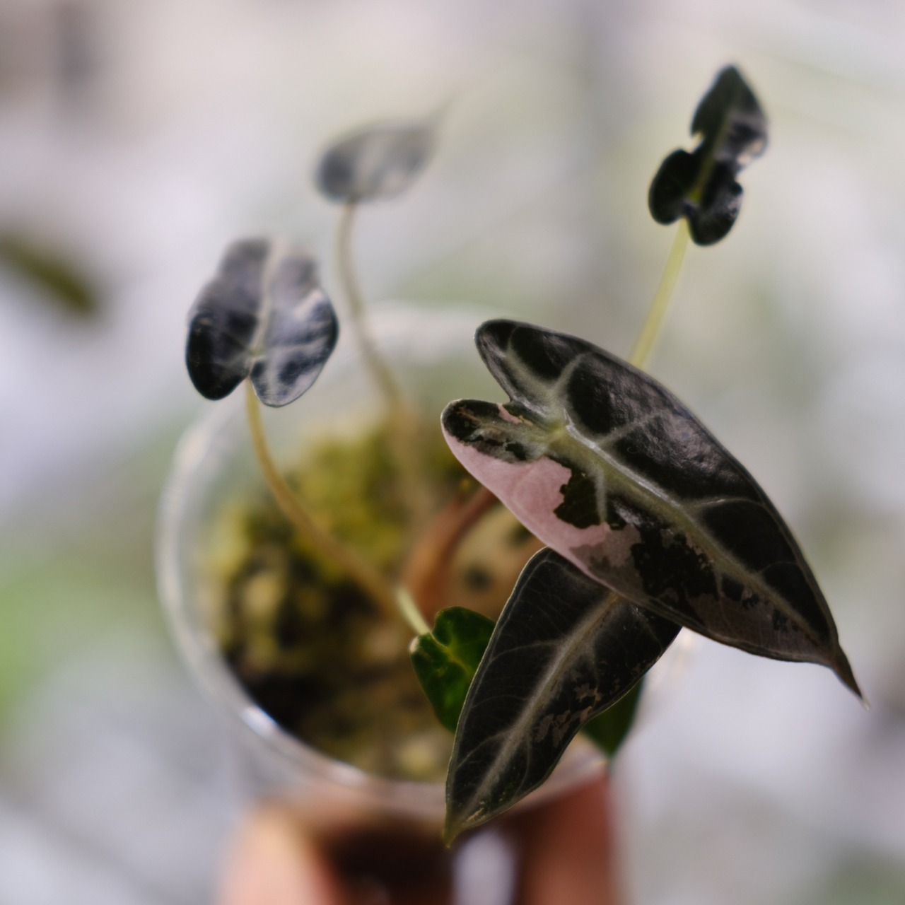 アロカシア バンビーノ ピンク/ Alocasia bambino Pink⑦│観葉植物