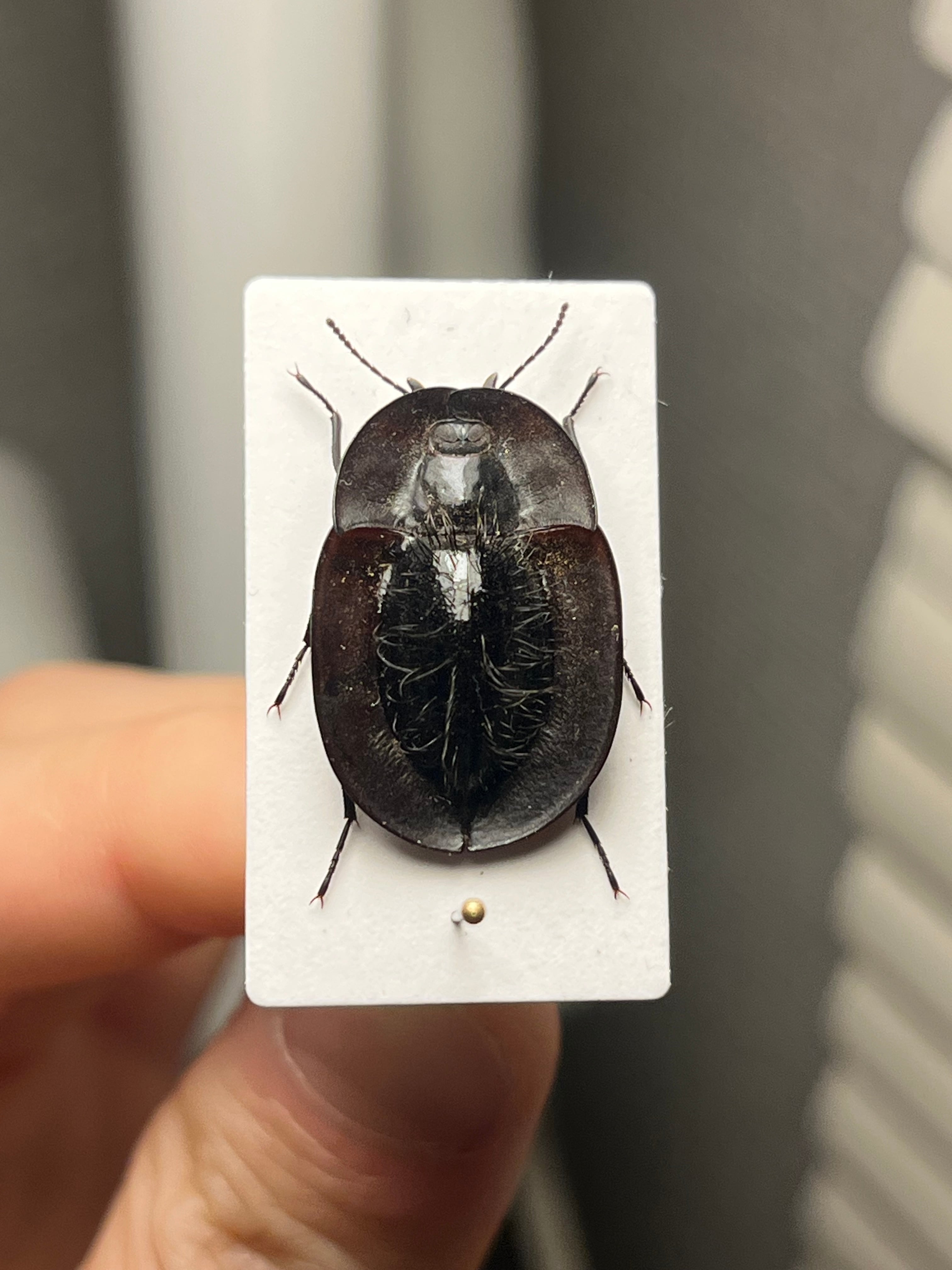 【31mm】パイザラゴミムシ 巨大 昆虫標本 標本 甲虫 オサムシ ハンミョウ 属内最高峰】パイザラゴミムシ 巨大 昆虫標本 標本 甲虫 オサムシ
