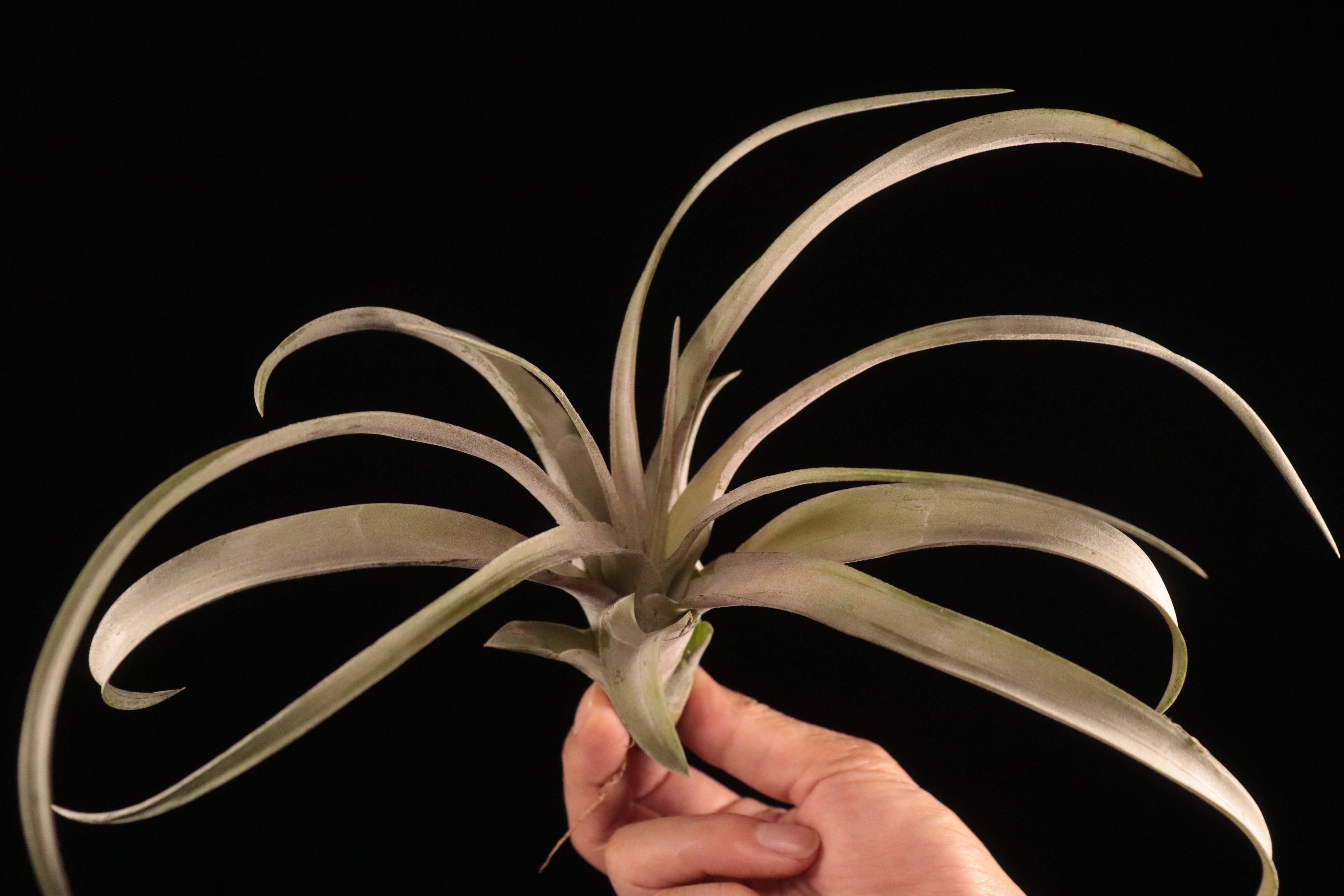 チランジア Coconut Grove チランジア Coconut Grove 現品】チランジア・ココナッツグローブ T