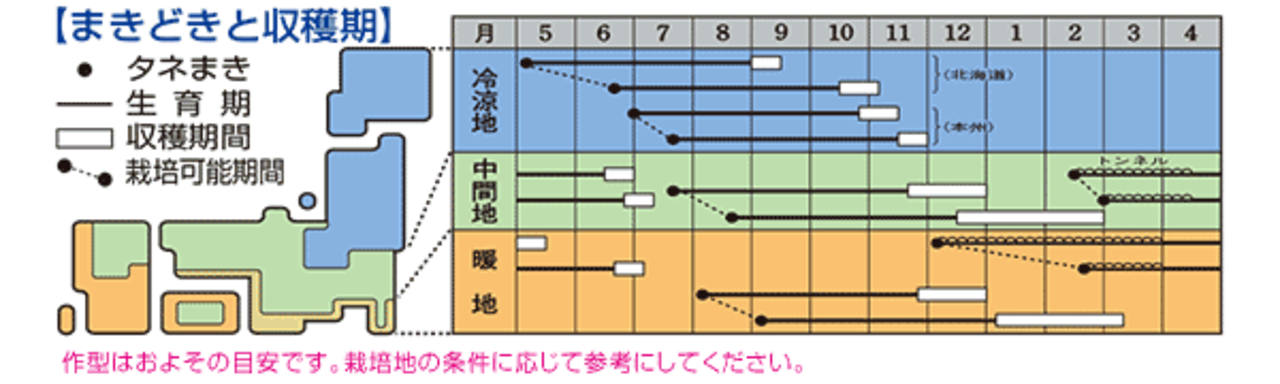 ニンジン「京くれないEX」（P１万粒）・画像4