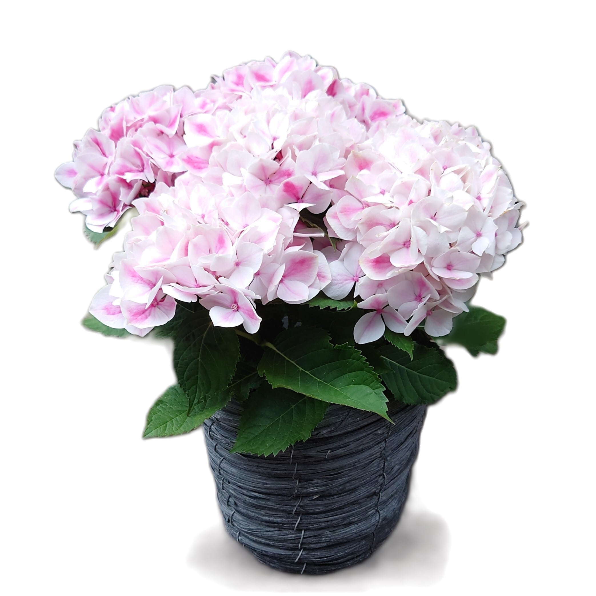 母の日:花鉢:あじさい | SamaSama