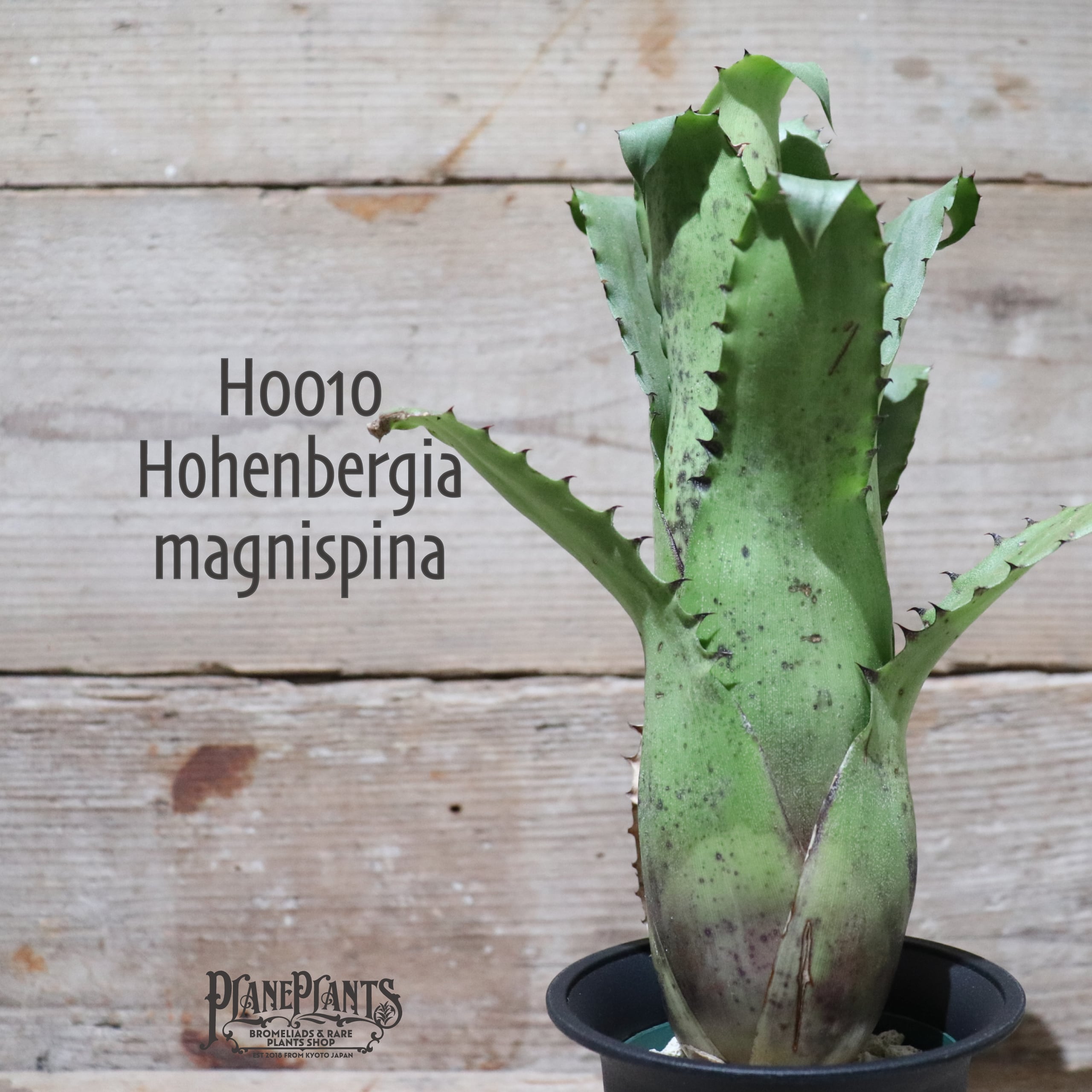 【送料無料】 Hohenbergia magnispina〔ホヘンベルギア〕現品発送H0010 | plane plants powered by  BASE