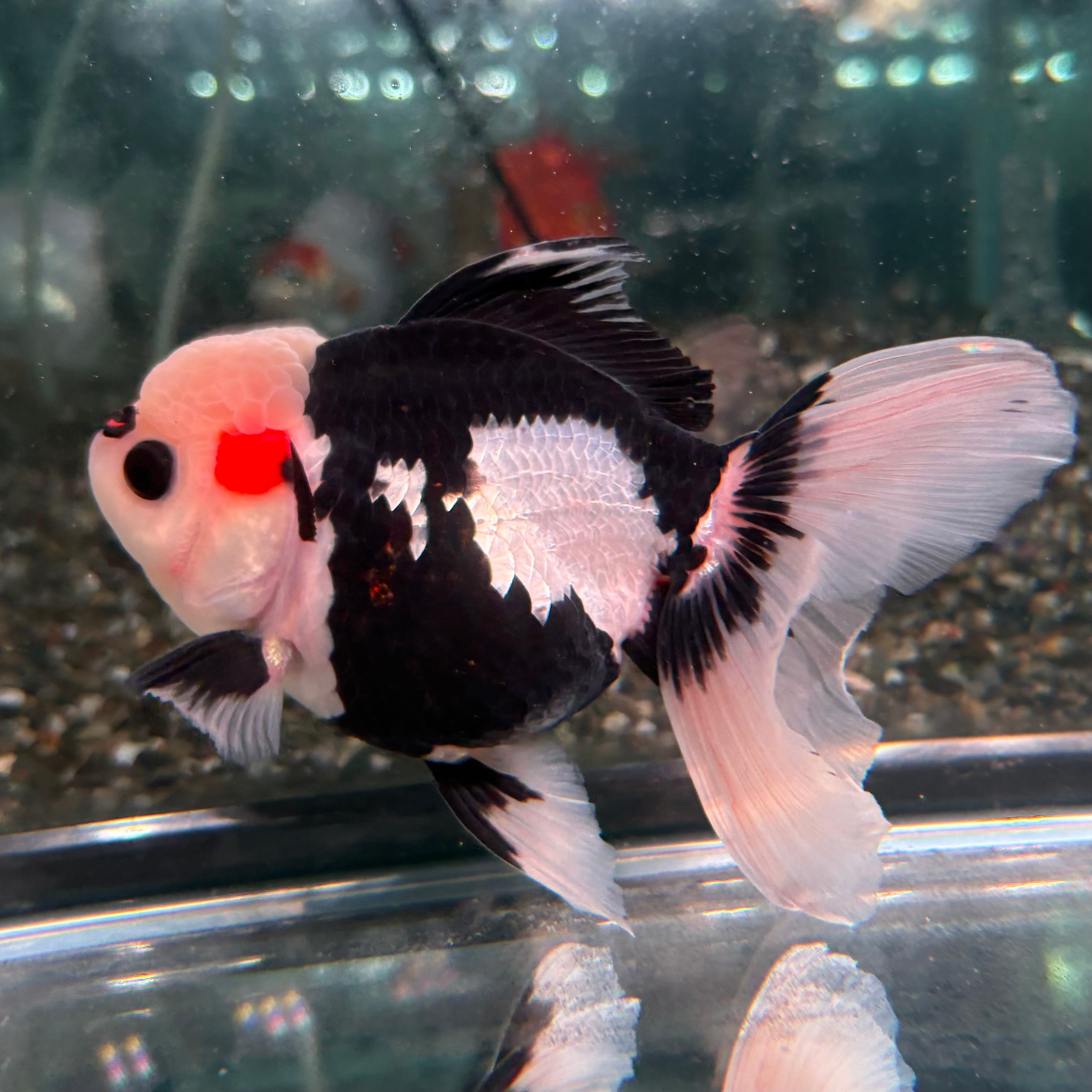 ③グッドカラー個体　オランダ獅子頭　丹頂三色　１３cm前後 Yahoo!オークション -「オランダ獅子頭」(金魚) (魚類、水生生物)の