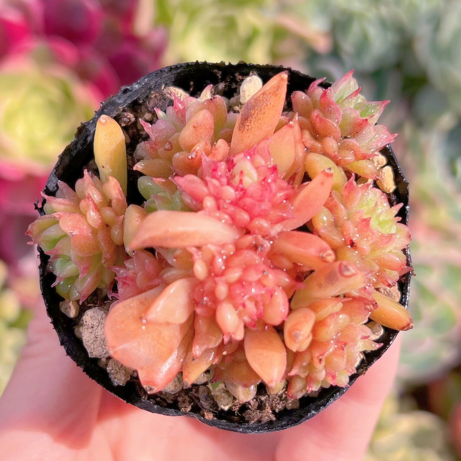 現品　テスラ#C08　群生　るる農園