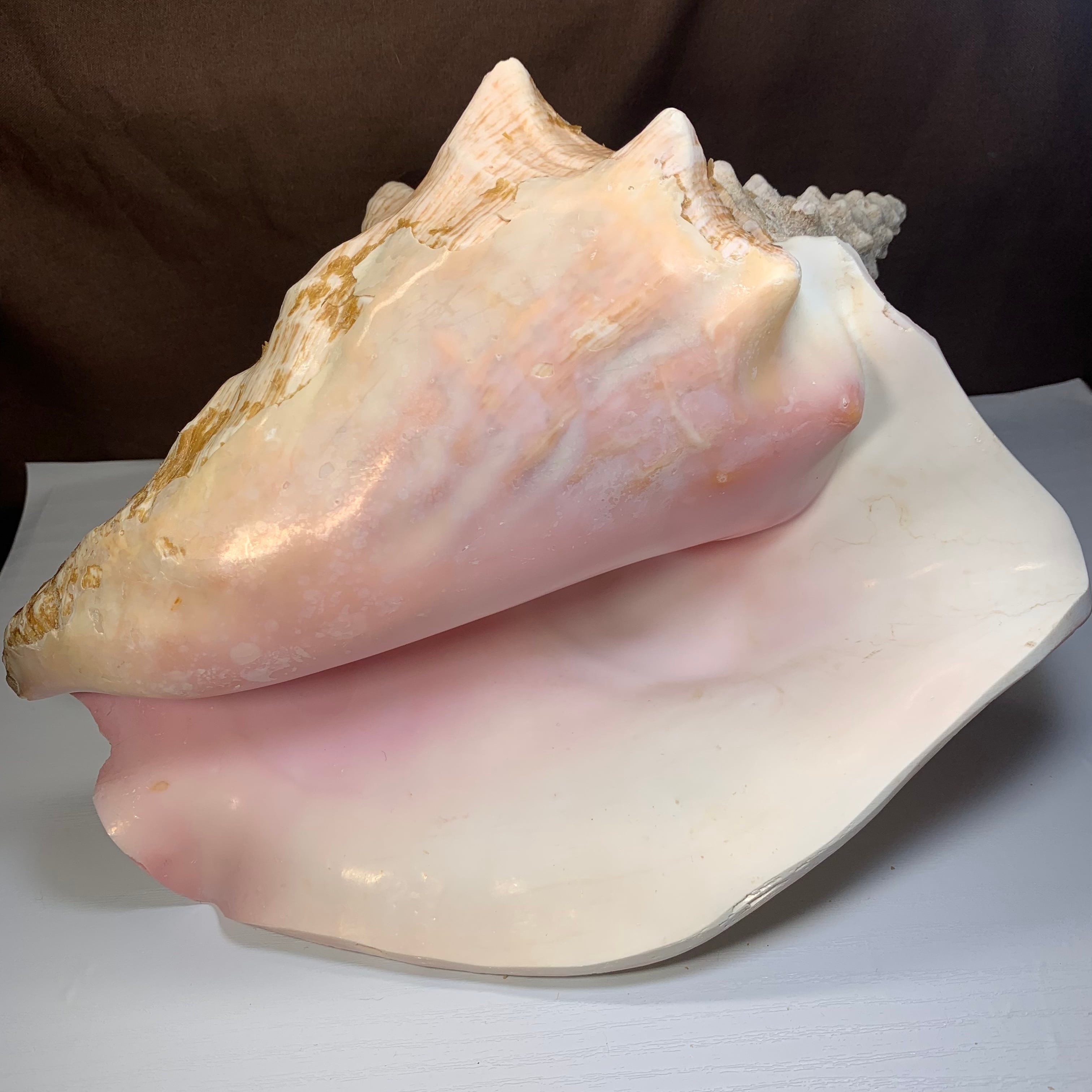 3.クイーンコンクシェル貝母・貝殻 | Naturaltreasure