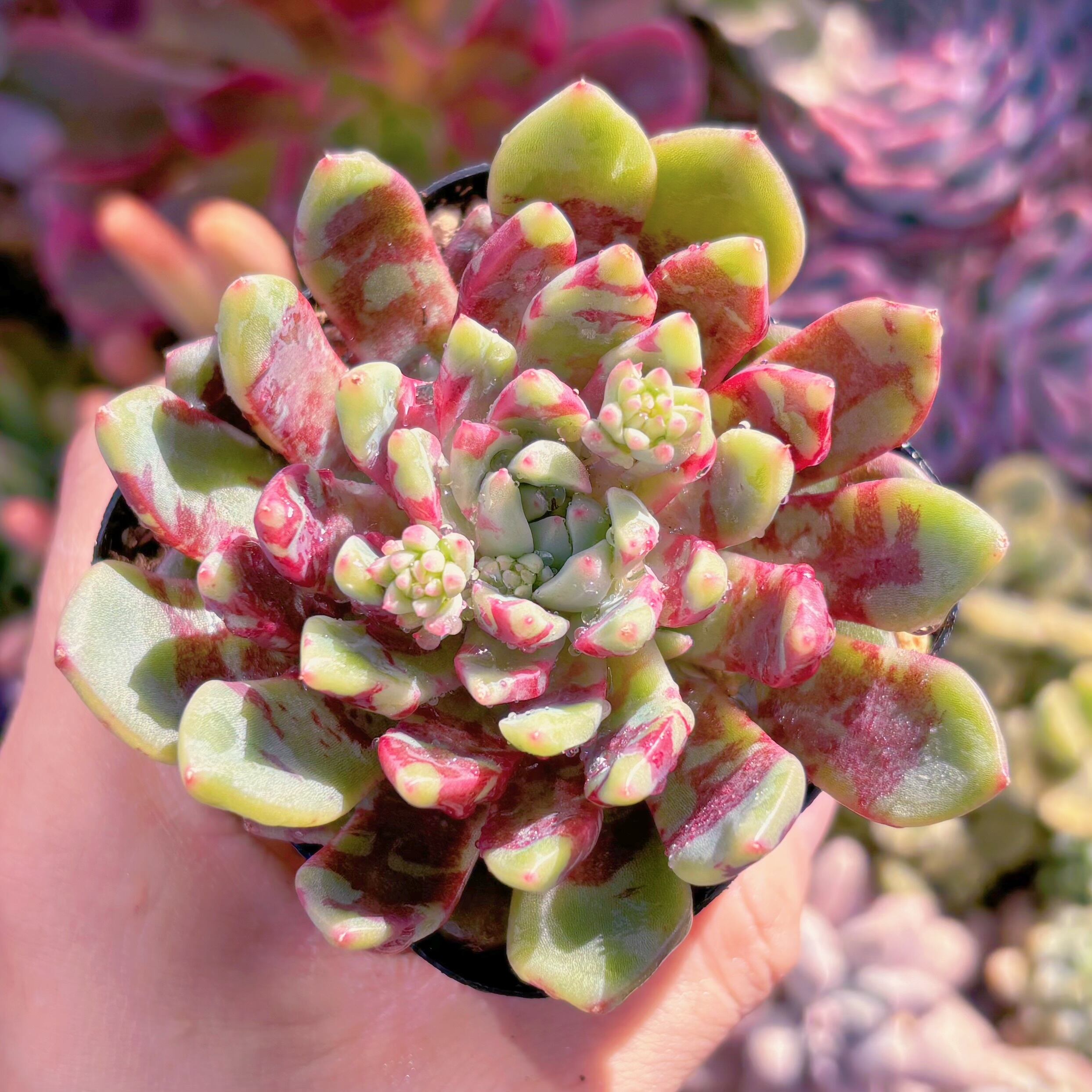 現品　ブラッドスワロー#095　るる農園