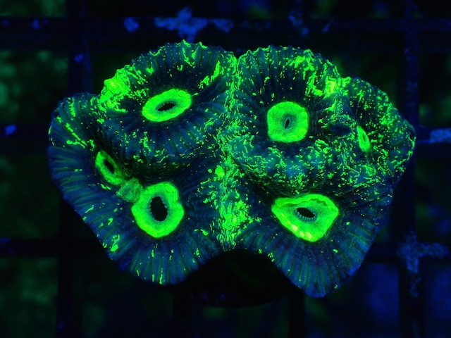 Goniastrea Frag 1
