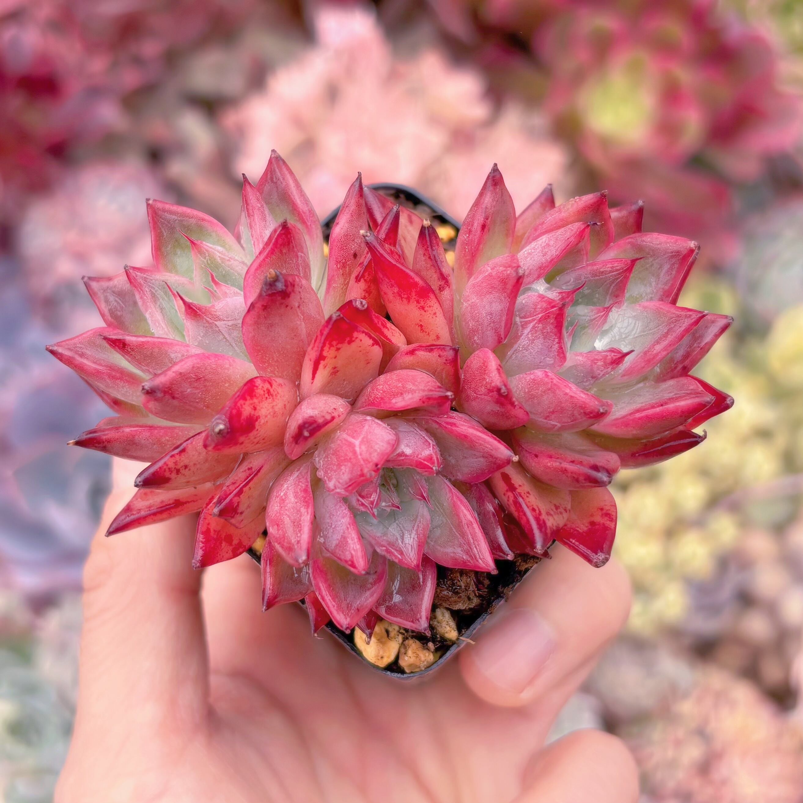 現物　ブラックスワン#748　新入荷