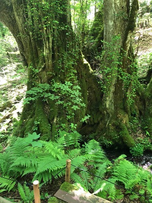 山の花　 ハチだけの仕事はちみつ、、300g生はちみつ非加熱