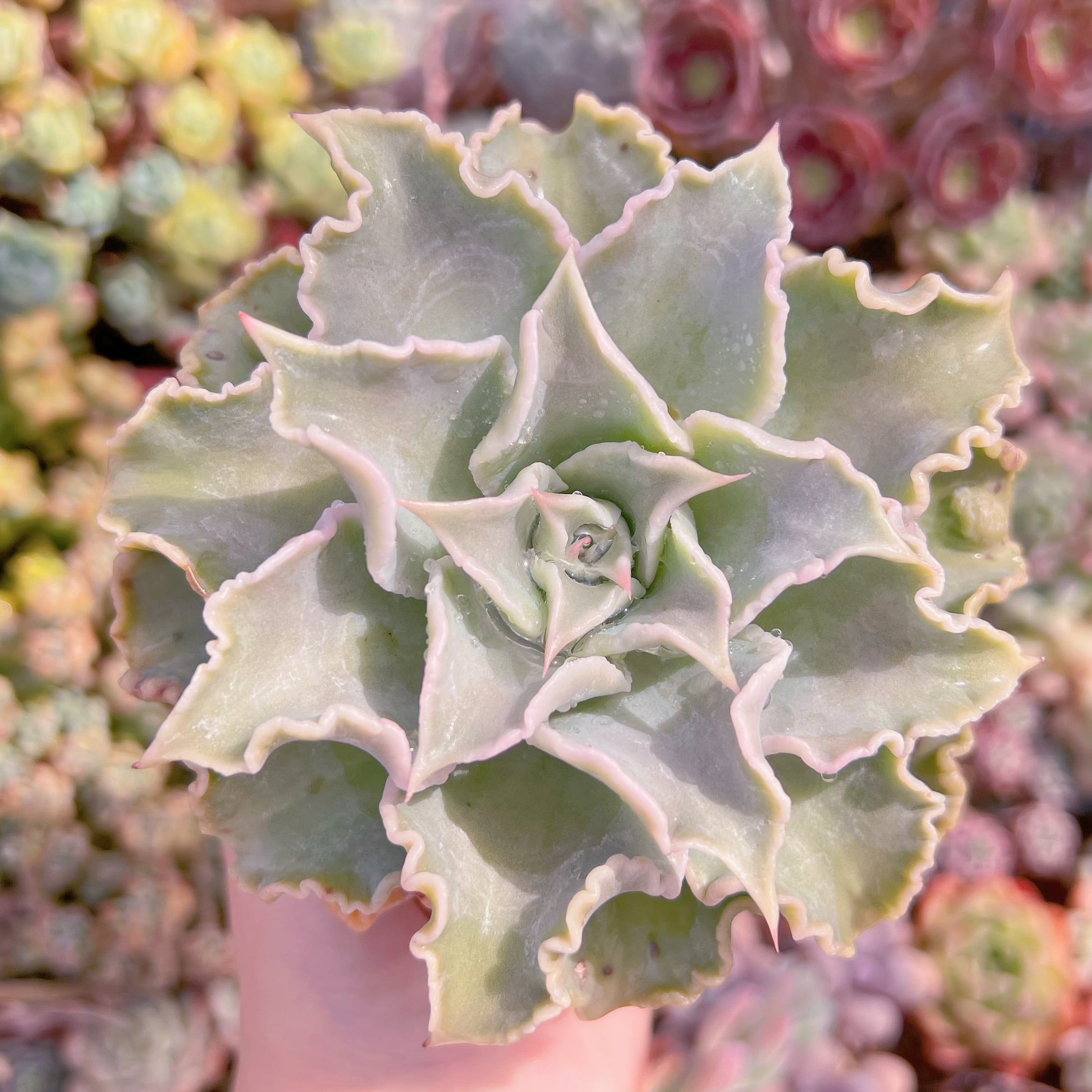 現品　コブマディバ#A16　るる農園