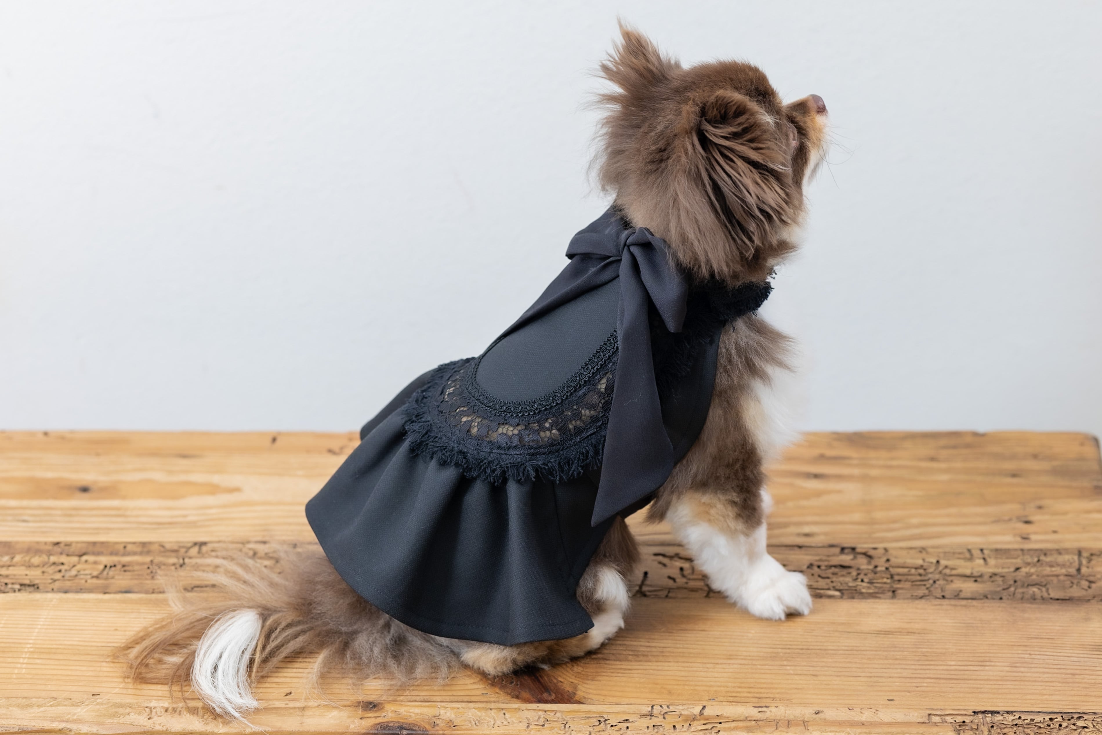 小型犬用列席衣装    -レンタル-