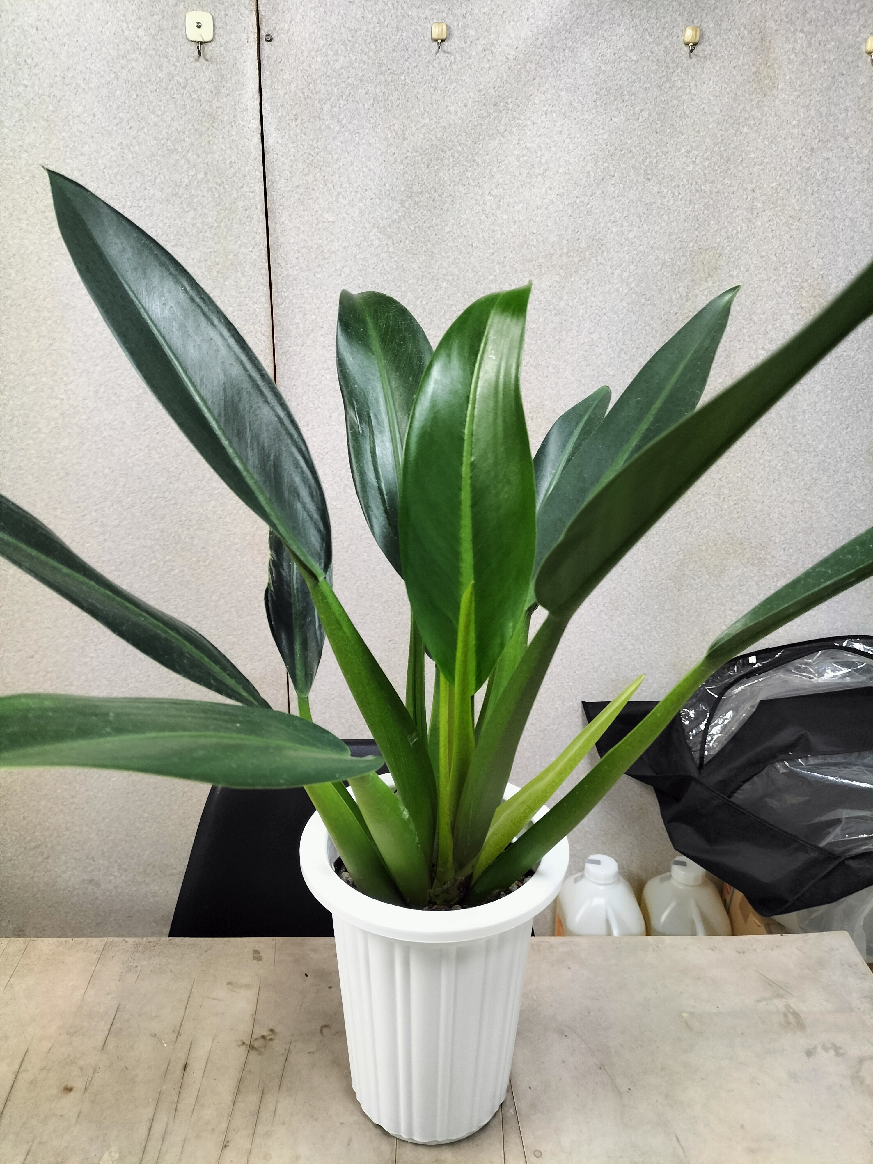 フィロデンドロン キャニフォリウム（ホテイカズラ） 6号鉢 観葉植物