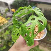 Monstera adansonii Mottled / モンステラ アダンソニー ミント② / 観葉植物<育て方・花言葉>