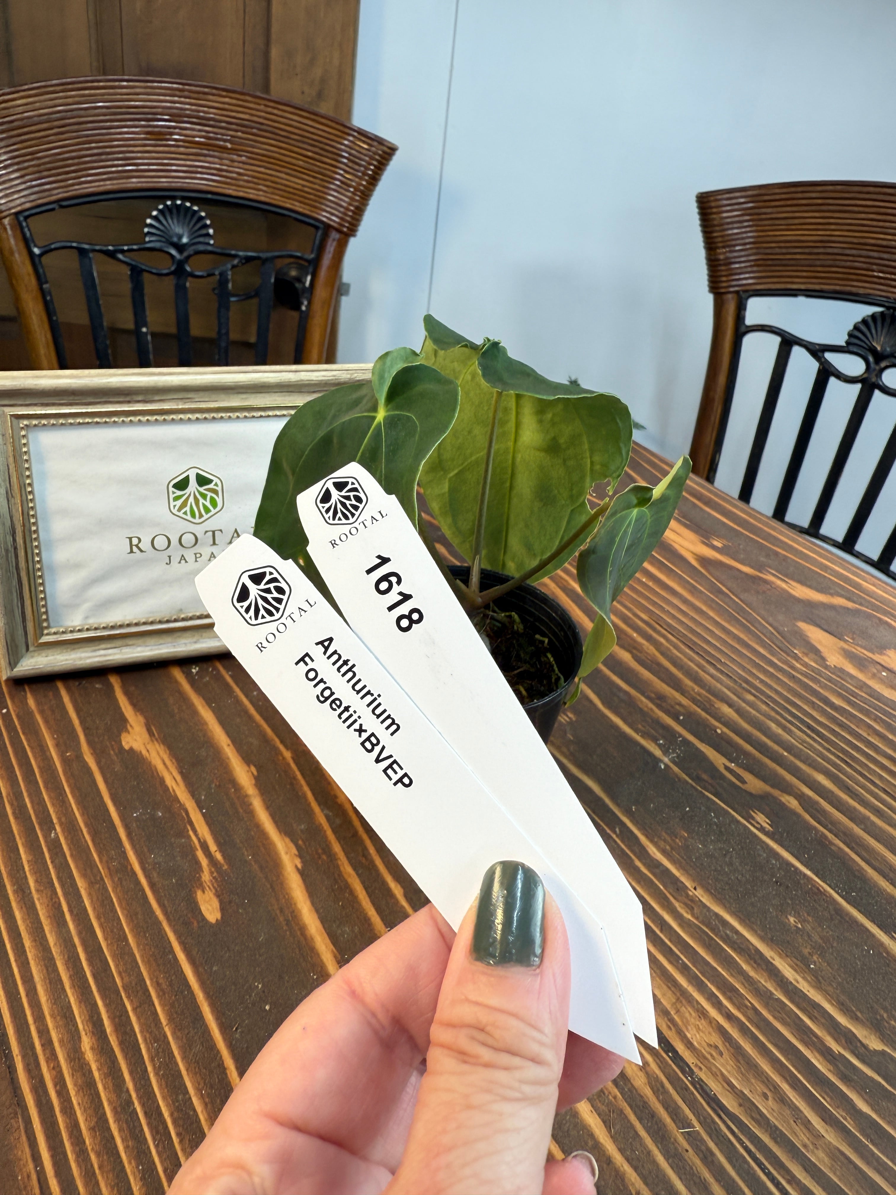 その他 | ROOTALPLANTS