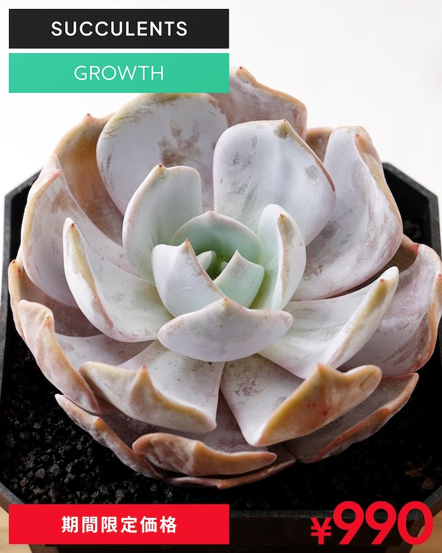 発根済カット苗 ジュジュ L Echeveria 'JiuJiu'
