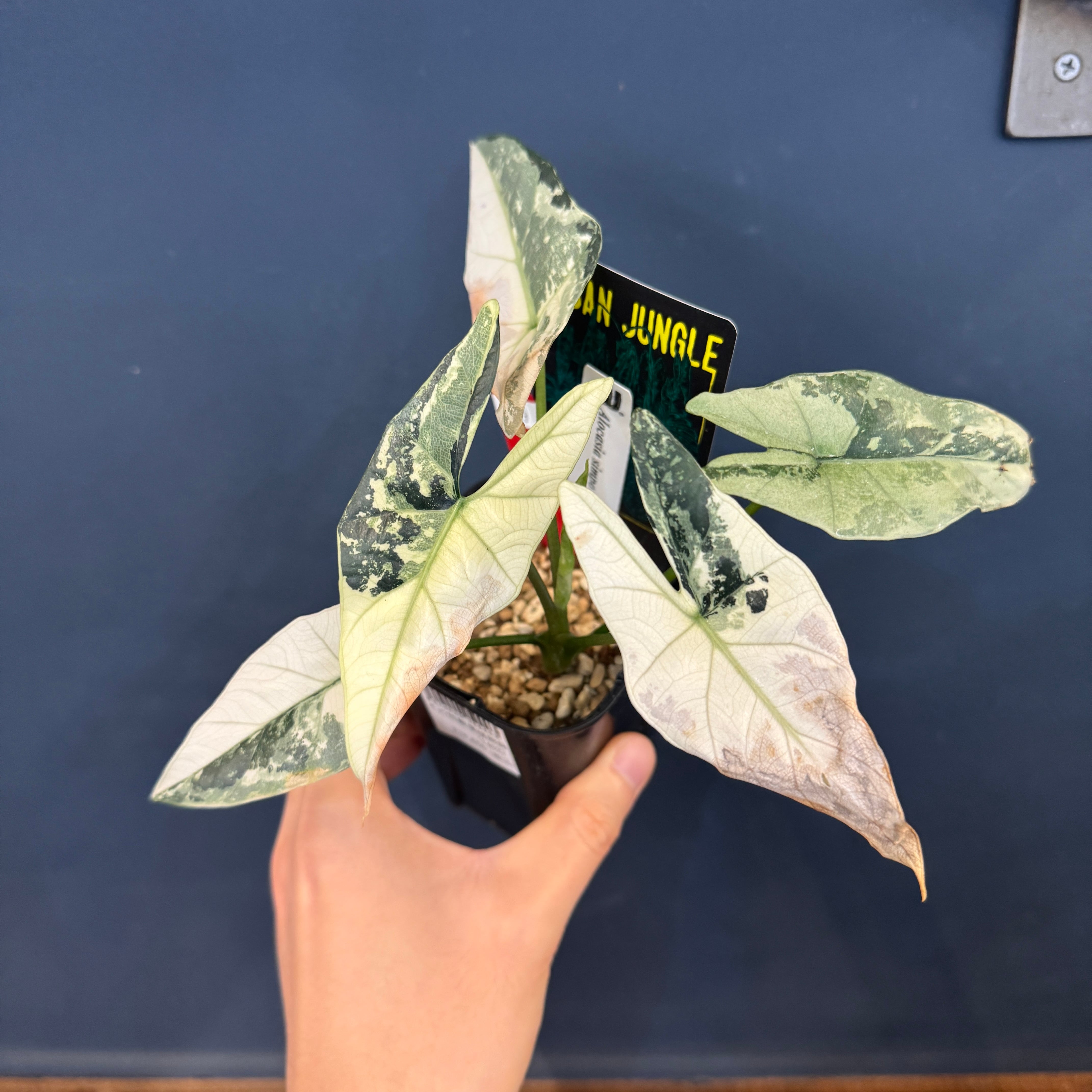 希少 アロカシア プラチナム アルボ 希少 アロカシア プラチナム アルボ 希少 アロカシア プラチナム アルボ