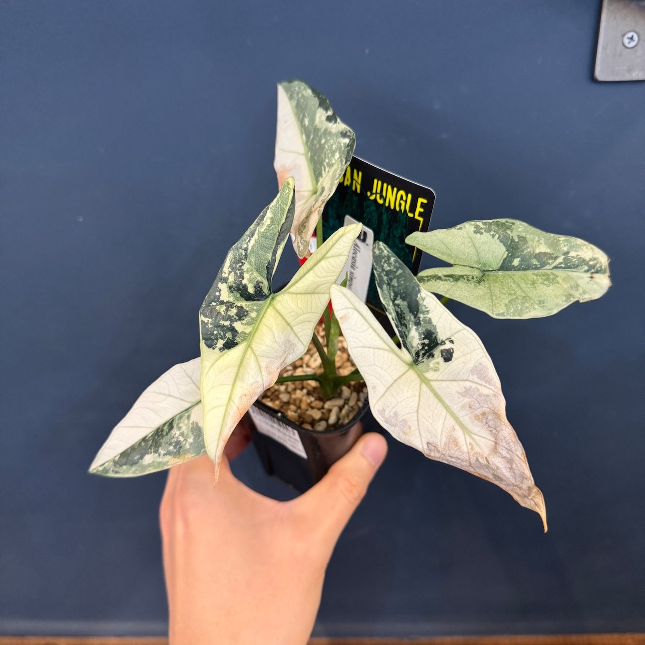 アロカシア　シンポ　アルボマルギナータ【889】