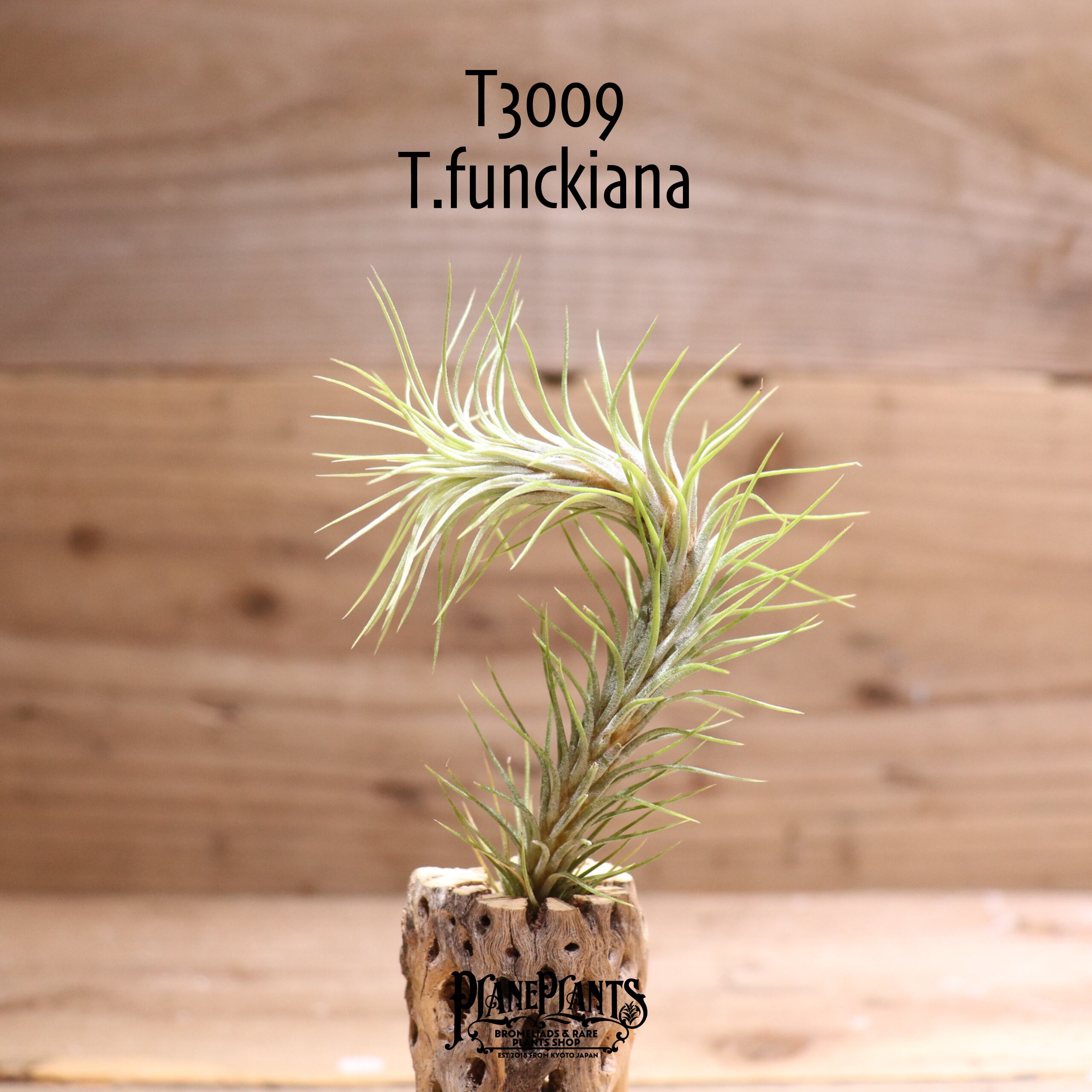 【送料無料】フンキアナ〔エアプランツ〕現品発送T3009