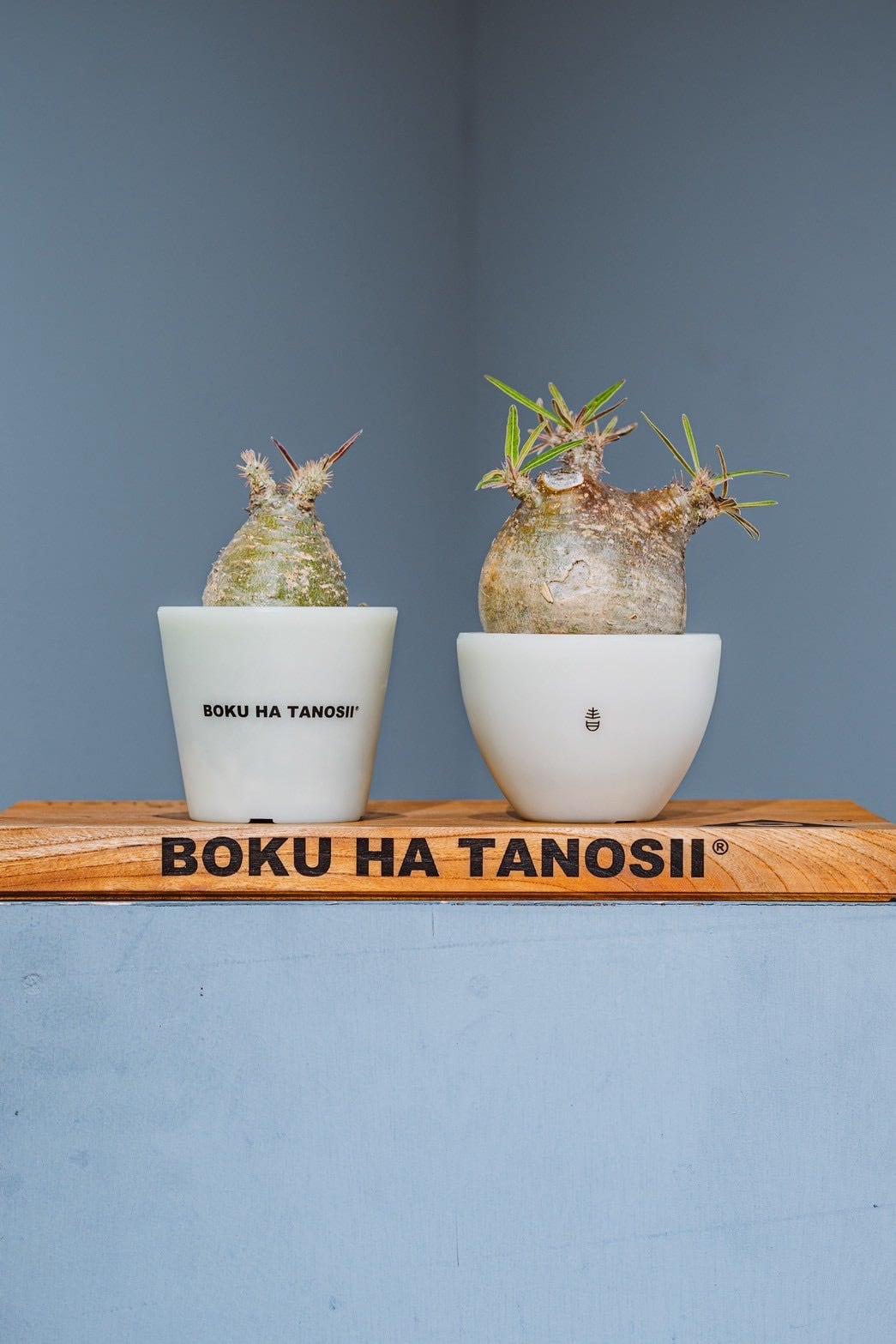 BOKU HA TANOSII × AOBOUZU ／ ボクタノプラ鉢 