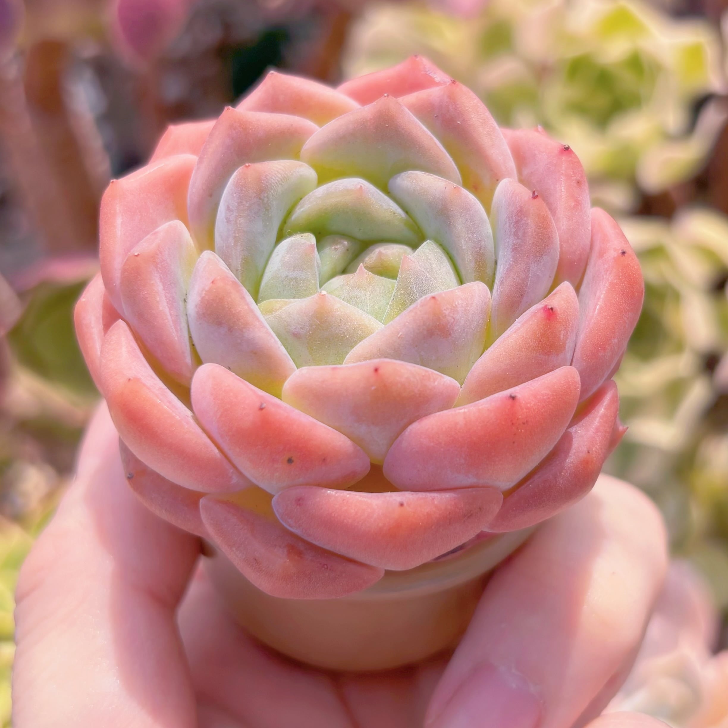 【8.ルル＊多肉植物販売会】 8.ルル＊多肉植物販売会】