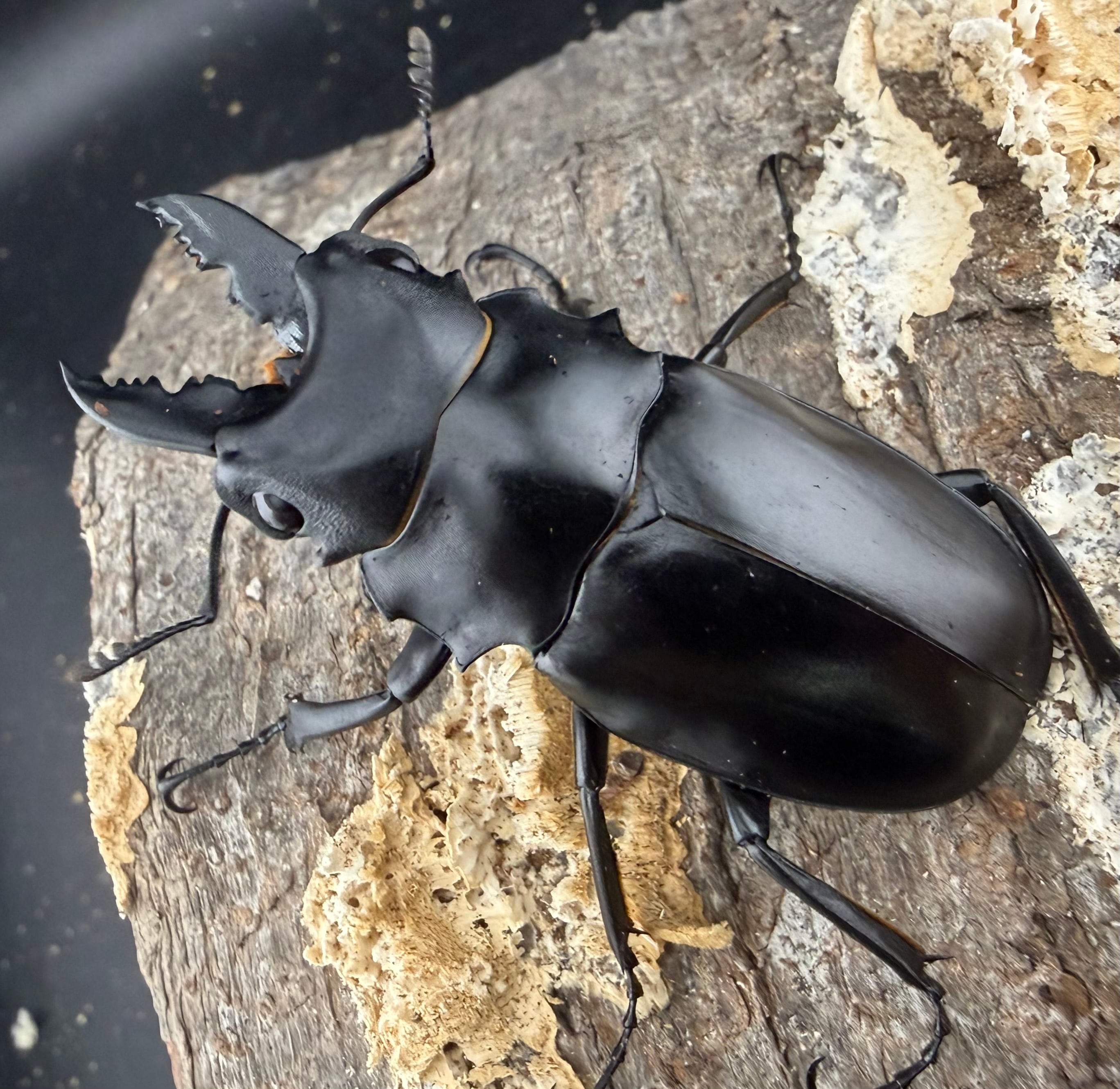 WF2】《アルケスツヤクワガタ 61mm ペア》わたくわ氏ブリード個体