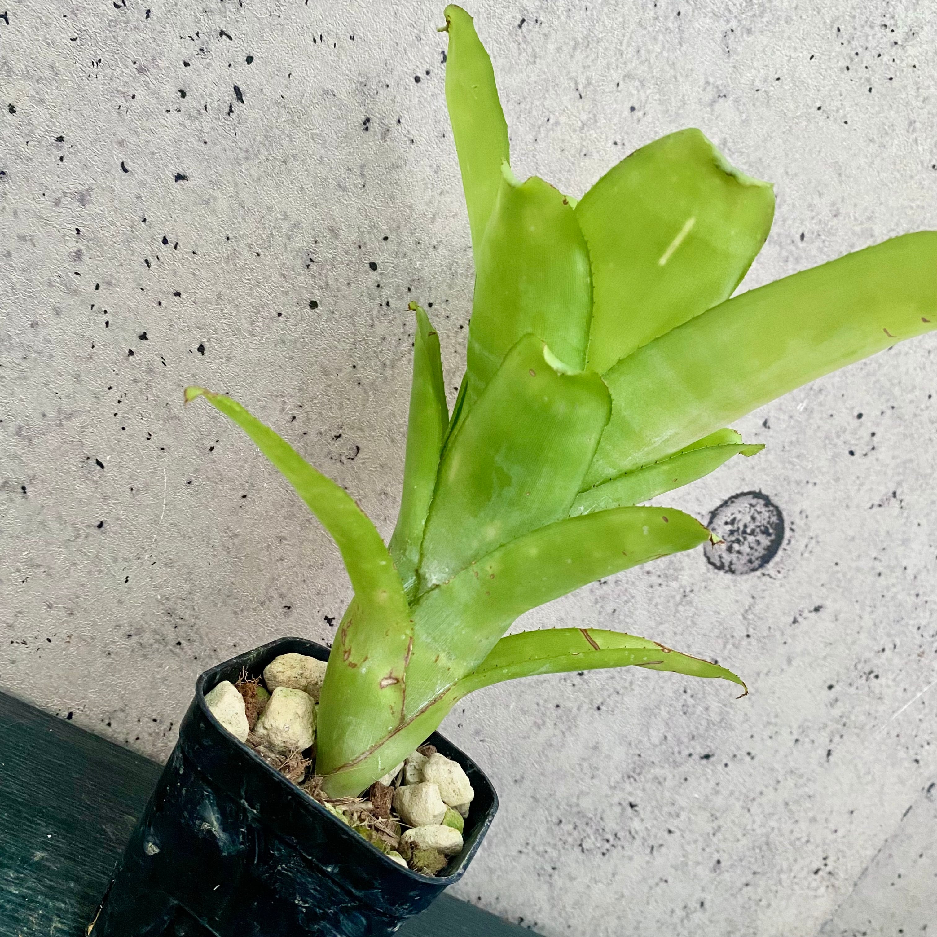 Planet Plants プラネットプランツ