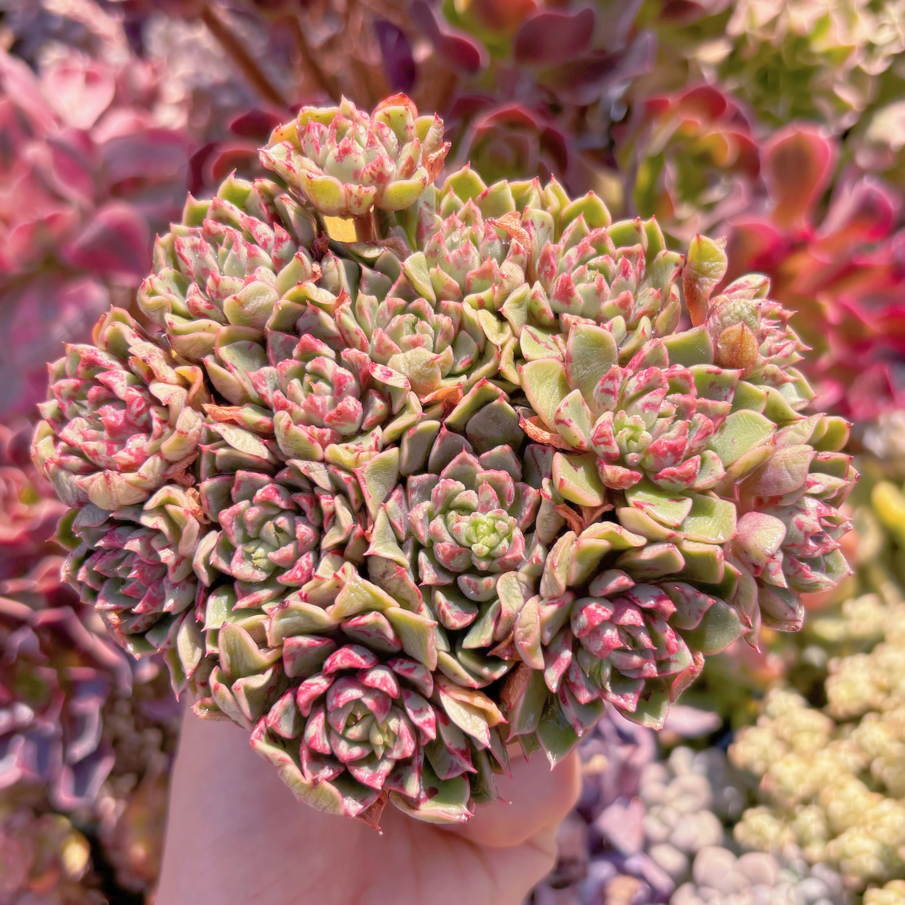 多肉植物　ブロ－ドスワロ－　群生　新入荷　るる農園