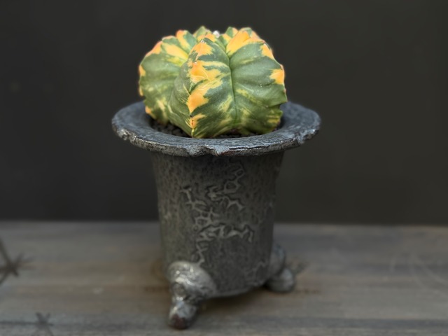 亀甲ヘキルリランポー玉錦（実生）