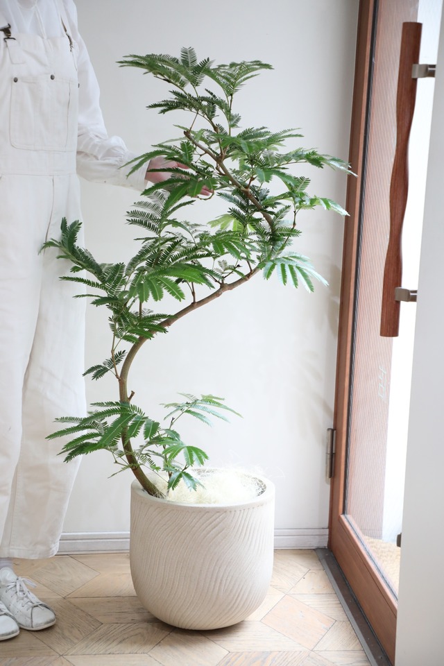 【L/130cm】エバーフレッシュ 曲木/Pithecellobium confertum ever fresh