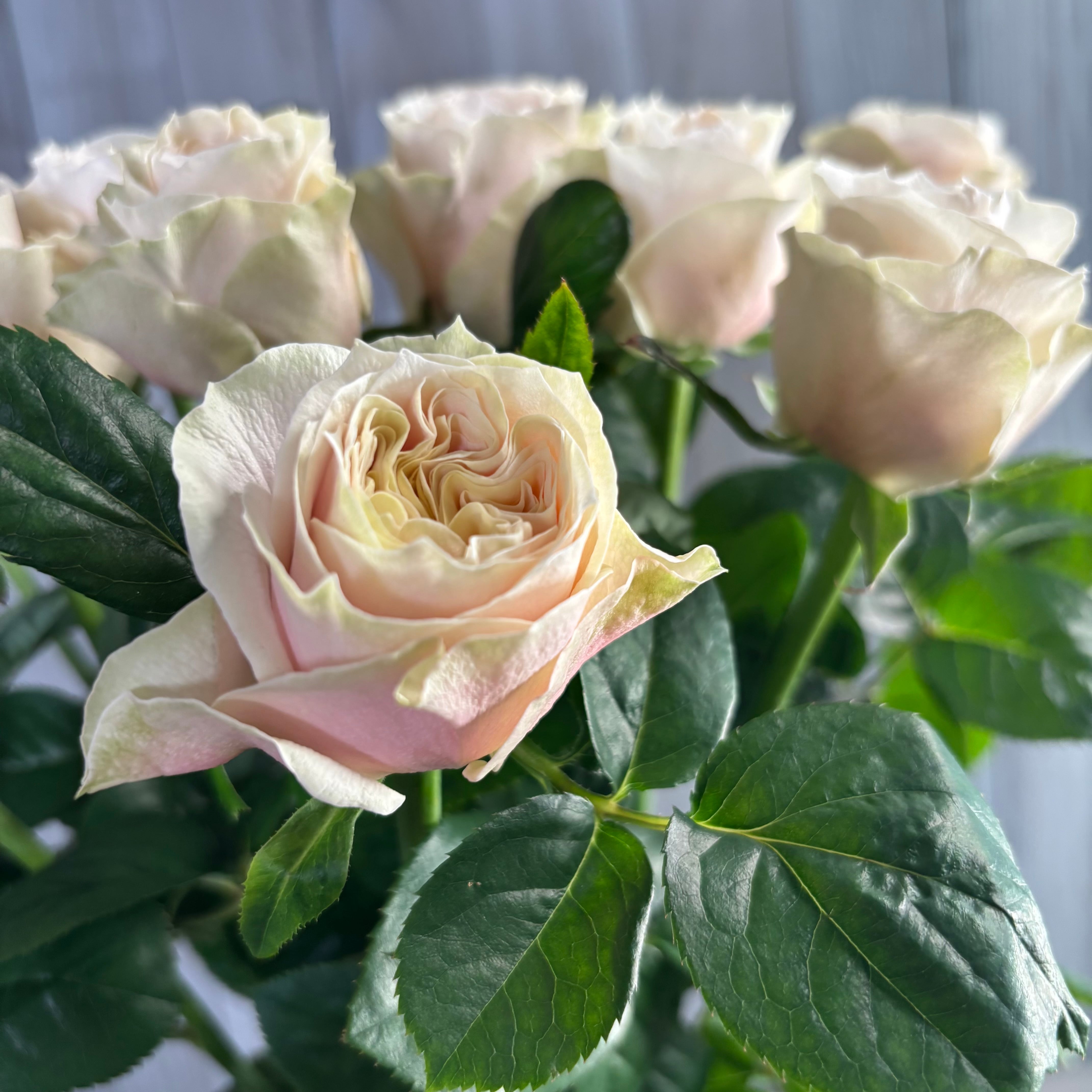 神田ばら園 ☆バラ品種名：ジリアン 10本 | 新鮮お花問屋 Jp-Farmers.com