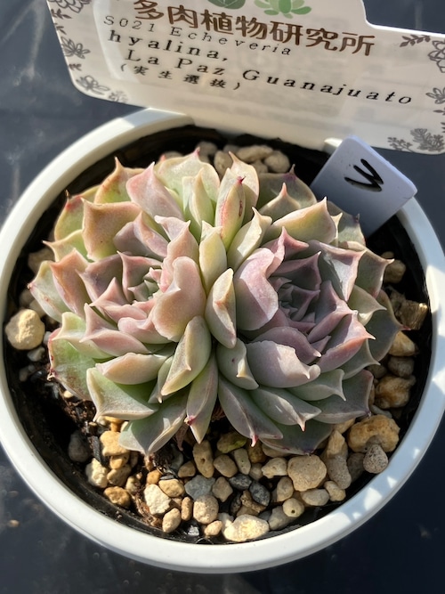 【現物商品】 hyalina, La Paz Guanajuato（実生選抜）③