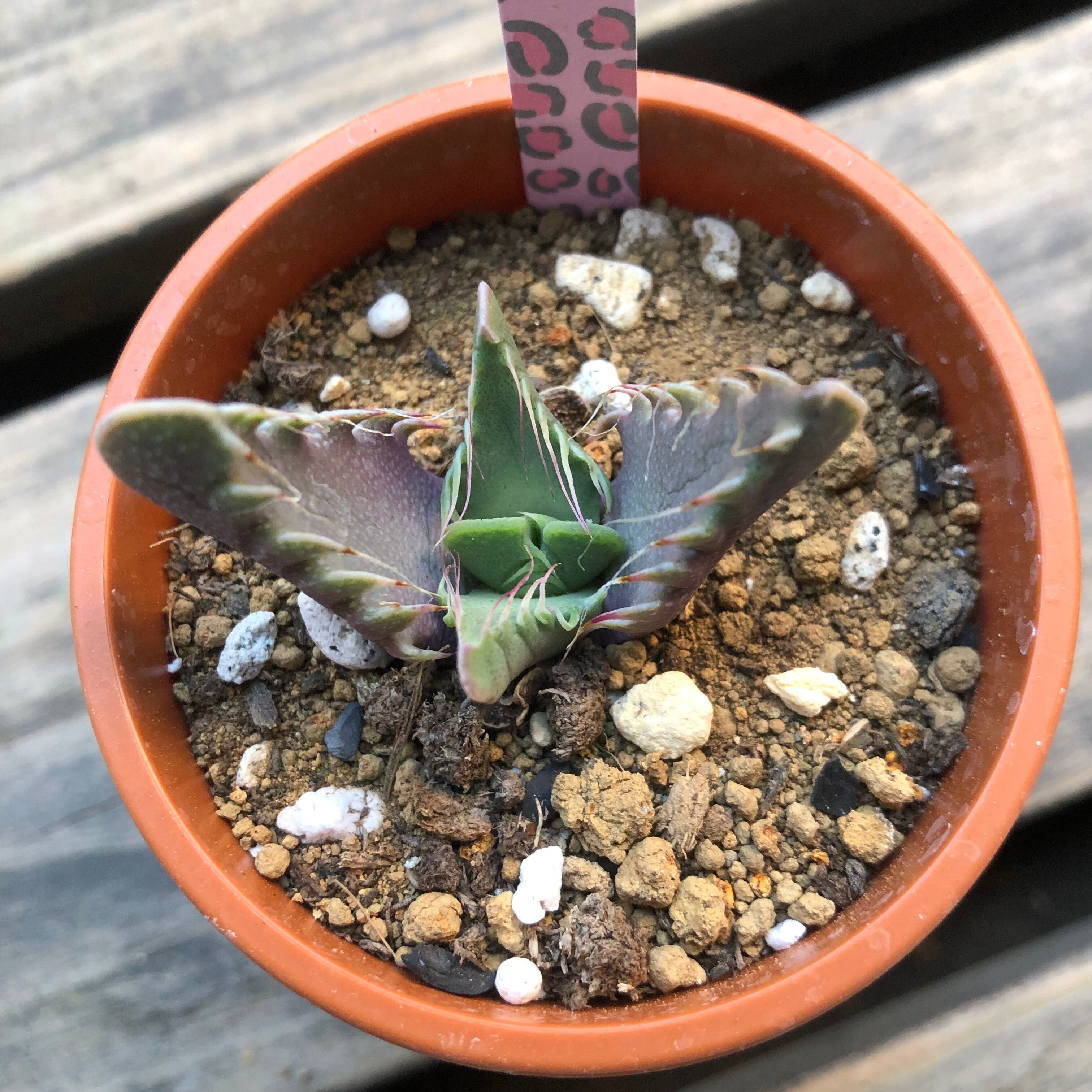 四海波 フォーカリア 多肉植物 皆川園芸 Melty Works 多肉植物 と Dulton プランター のお店