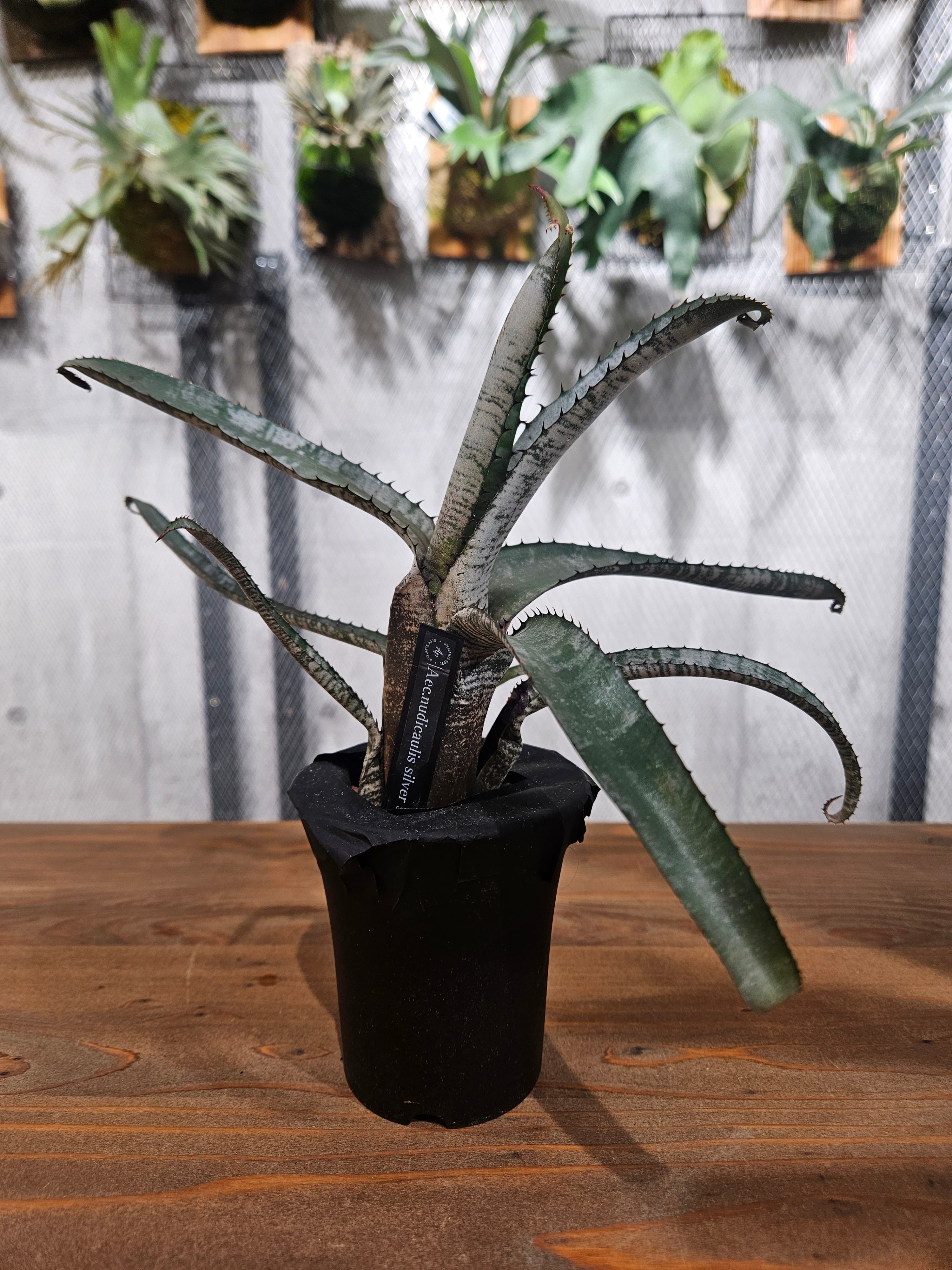 ブロメリア・エアープランツ Aechmea 'Silver Streak Nudicaulis' A0162 Aechmea nudicaulis - Bird Rock Tropicals