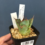 アガベ　チタノタ　ペルシアンドワーフ【135】