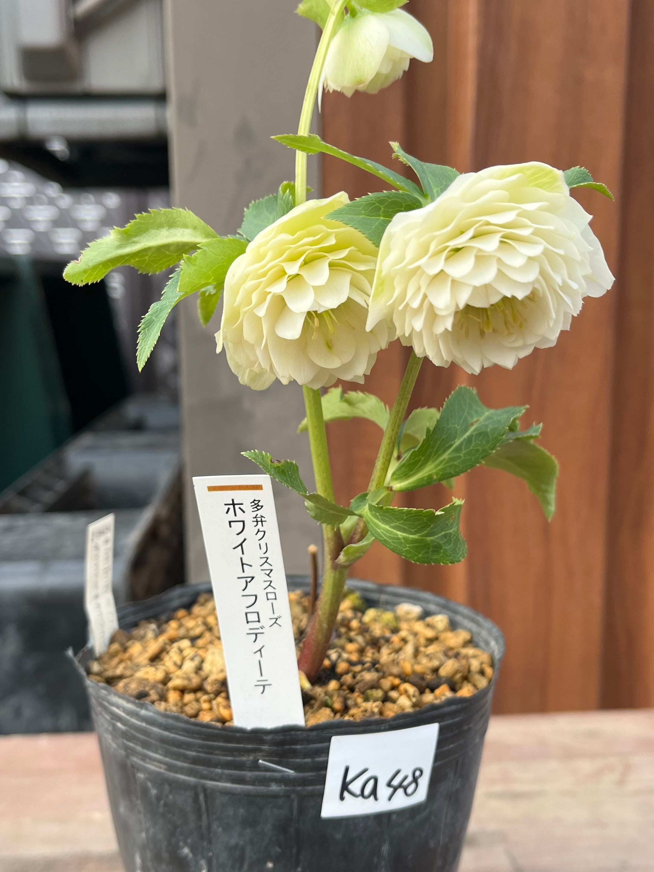 【加藤農園認定タグ付き】クリスマスローズ株分け　ピンクアフロディーテ 加藤農園認定タグ付き】クリスマスローズ株分け ピンクアフロディーテ