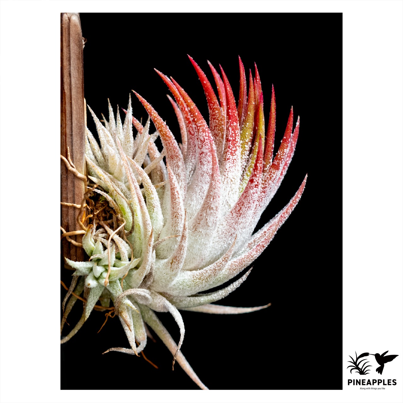 Tillandsia ionantha var. vanhyningii x ionantha 'Peach' NTH142 #2 - 1