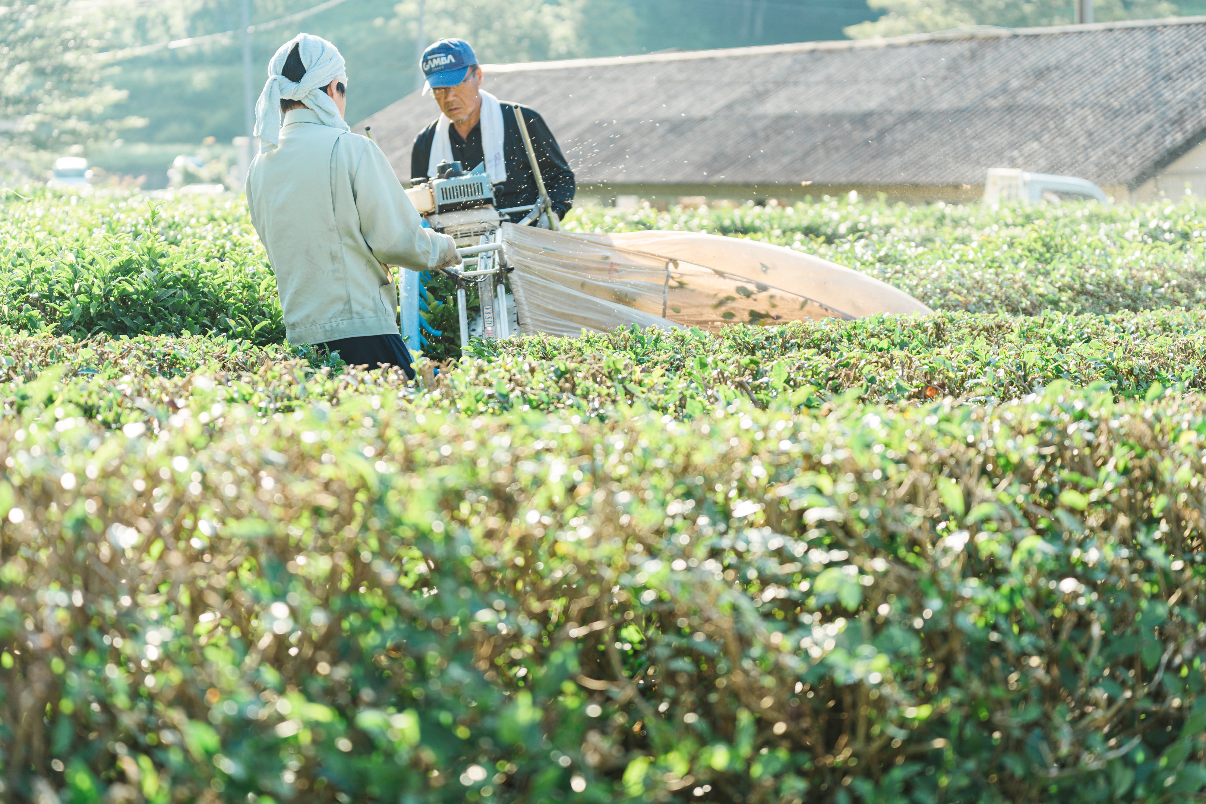 小林芳香園 美作番茶 100g | 木琴堂
