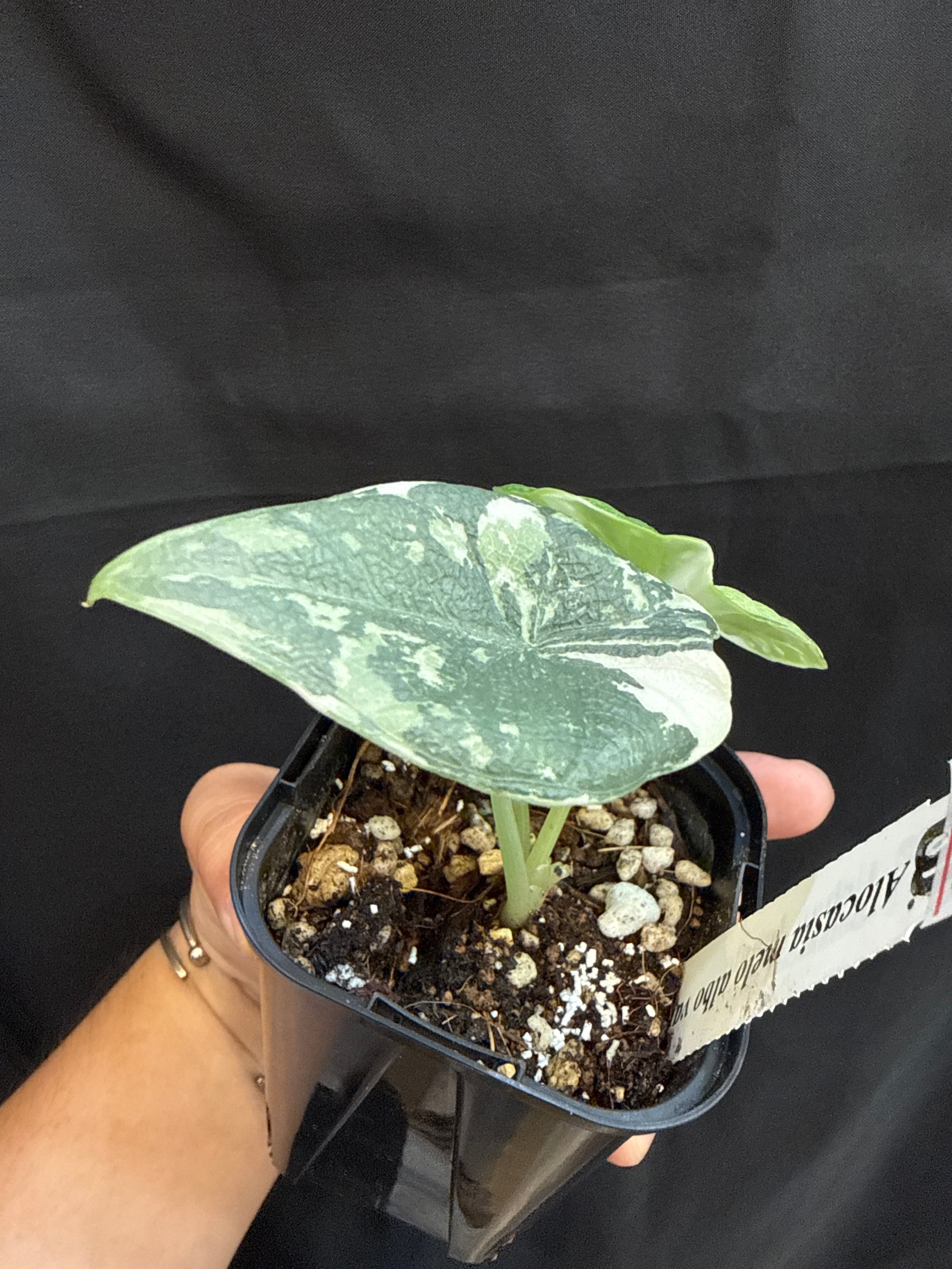 A (U.J.)アロカシア メロ albo variegated | Gardenえん 【観葉熱帯植物】