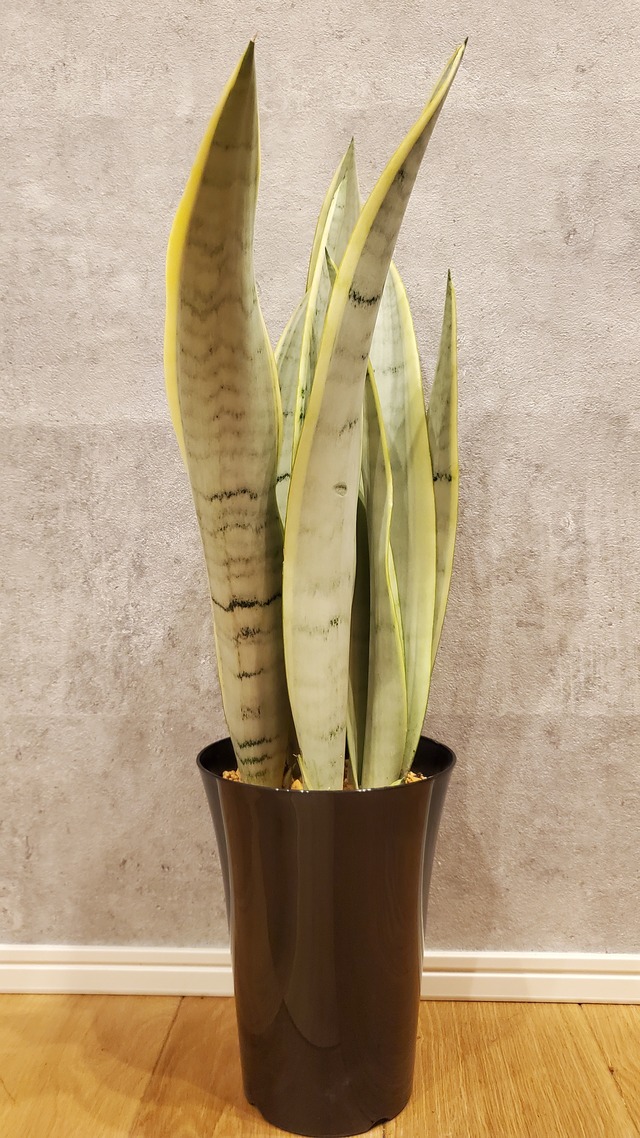 Sansevieria trifasciata Silver Laurentii【artPLANTs】サンスベリア/サンセベリア